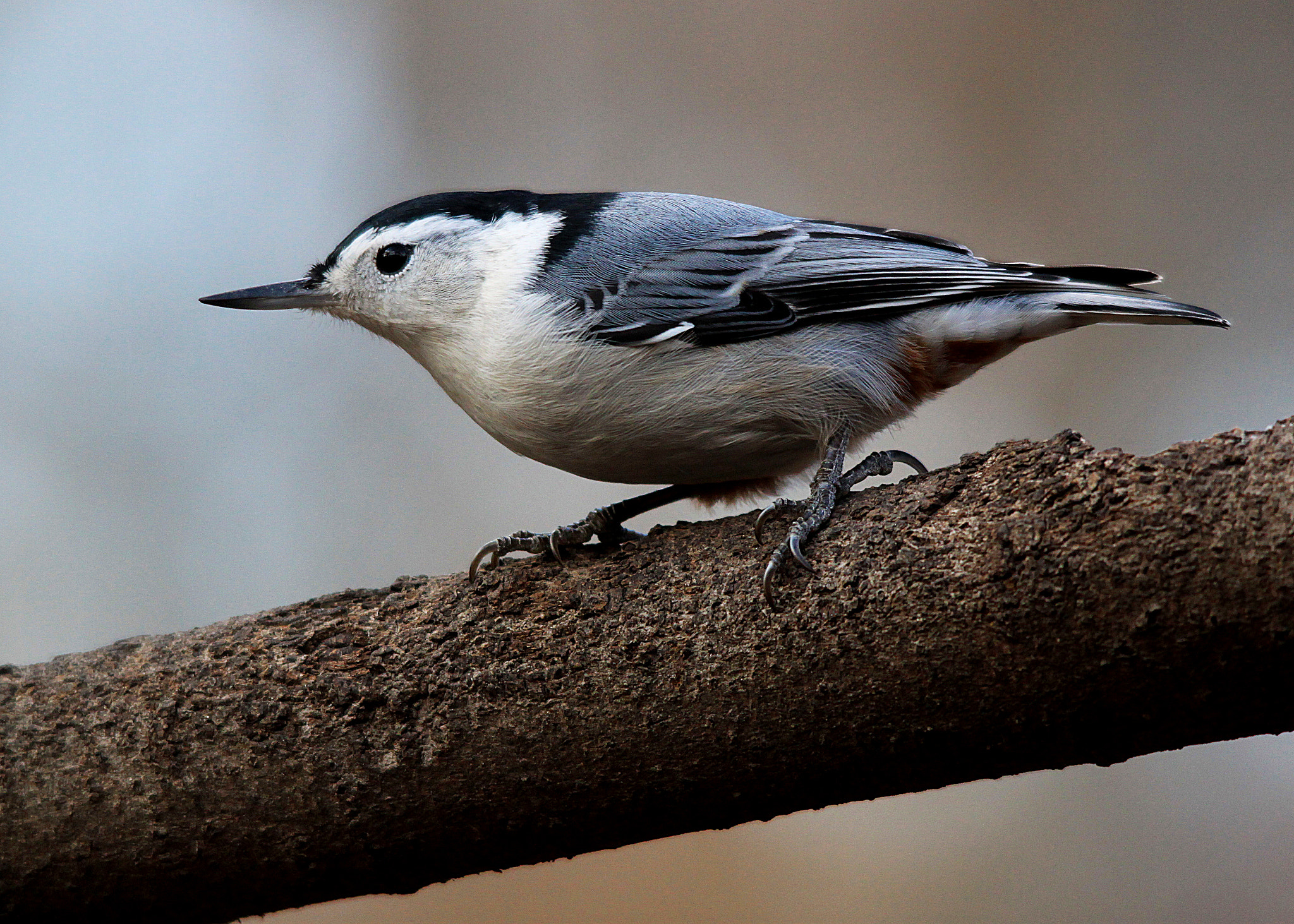 Sigma 150-500mm F5-6.3 DG OS HSM sample photo. Nuthatch photography