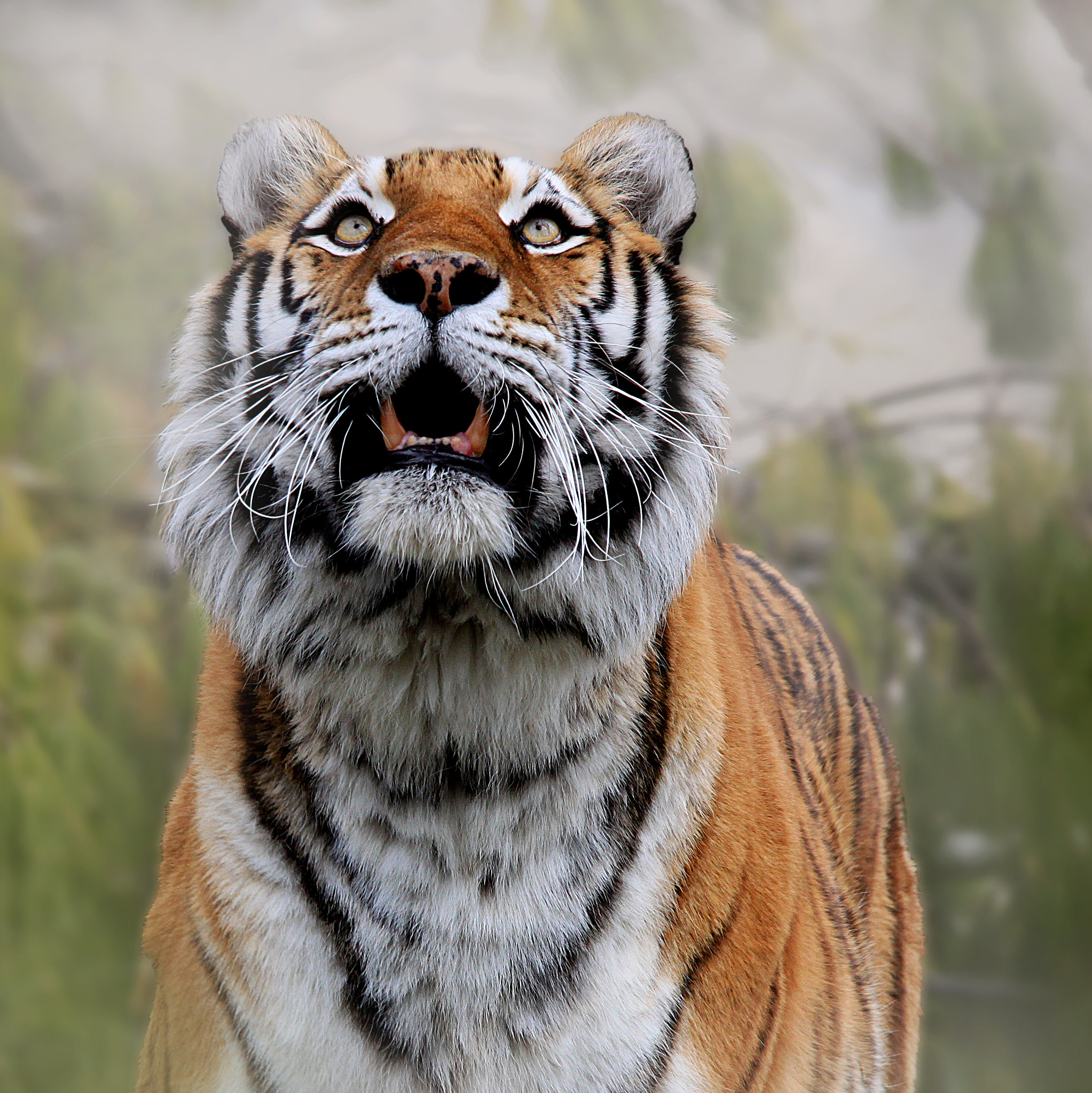 Sigma 150-500mm F5-6.3 DG OS HSM sample photo. Tiger photography