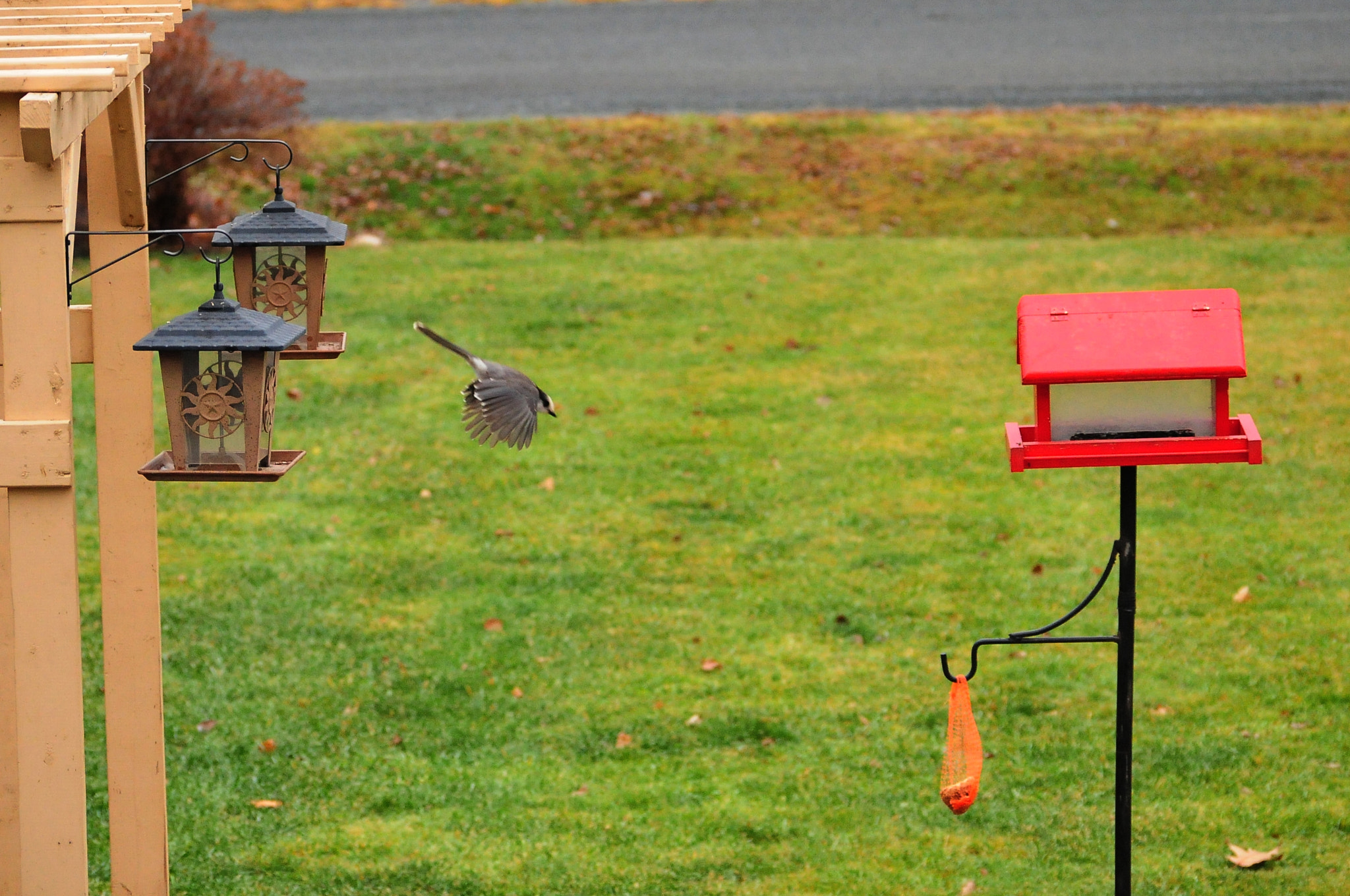 Nikon D300 sample photo. Grey jay photography