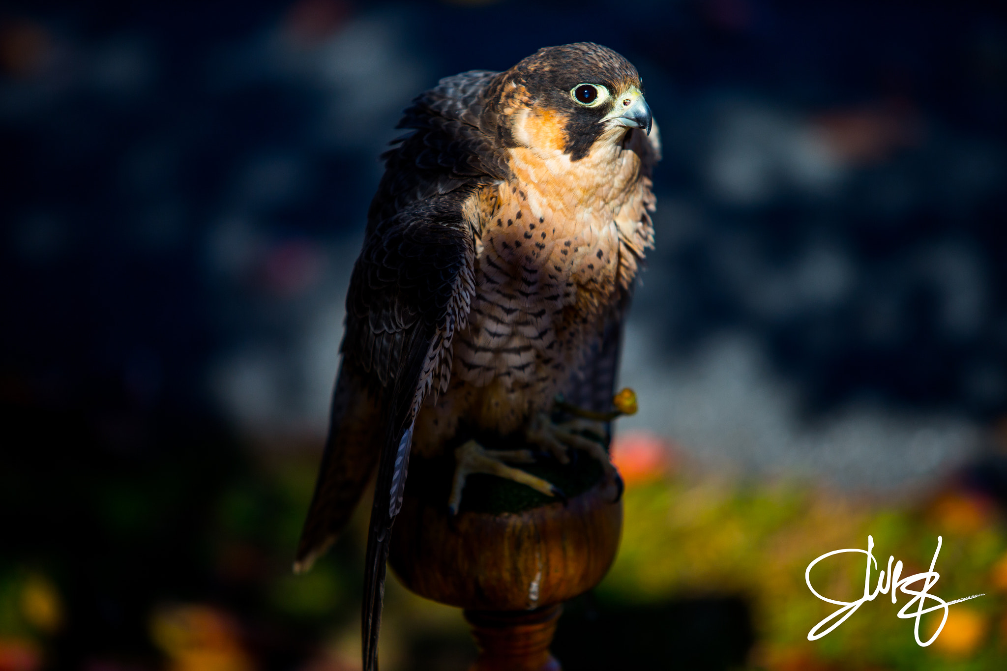 Canon EF 70-200mm F2.8L USM sample photo. Img photography