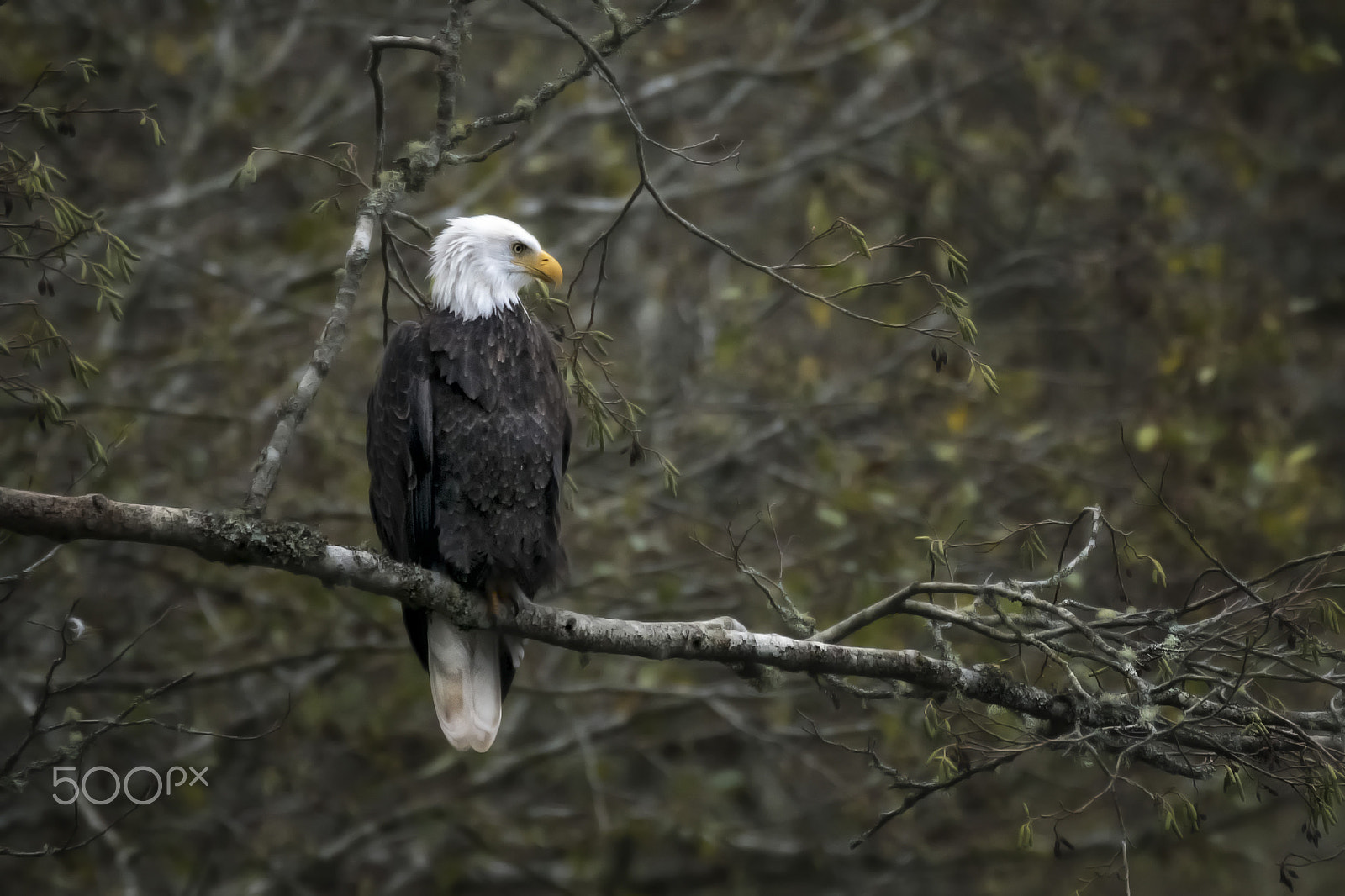 Sony a7R II sample photo. Bald eagle perched photography