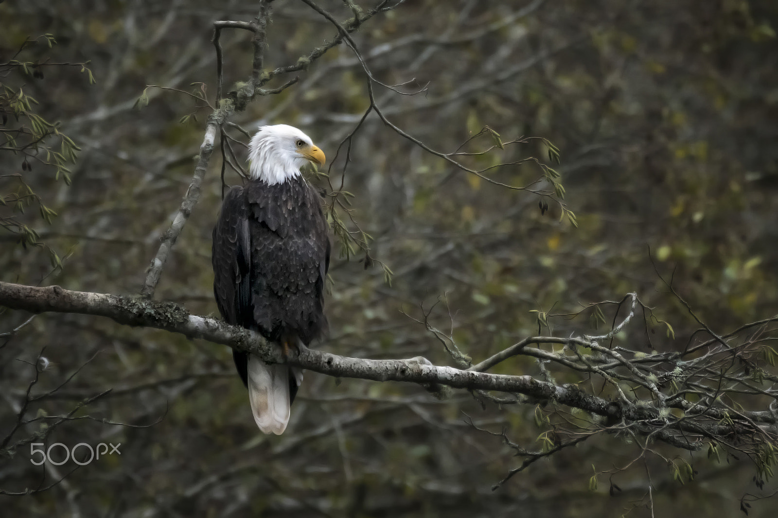 Sony a7R II + Tamron SP 150-600mm F5-6.3 Di VC USD sample photo. Bald eagle perched photography