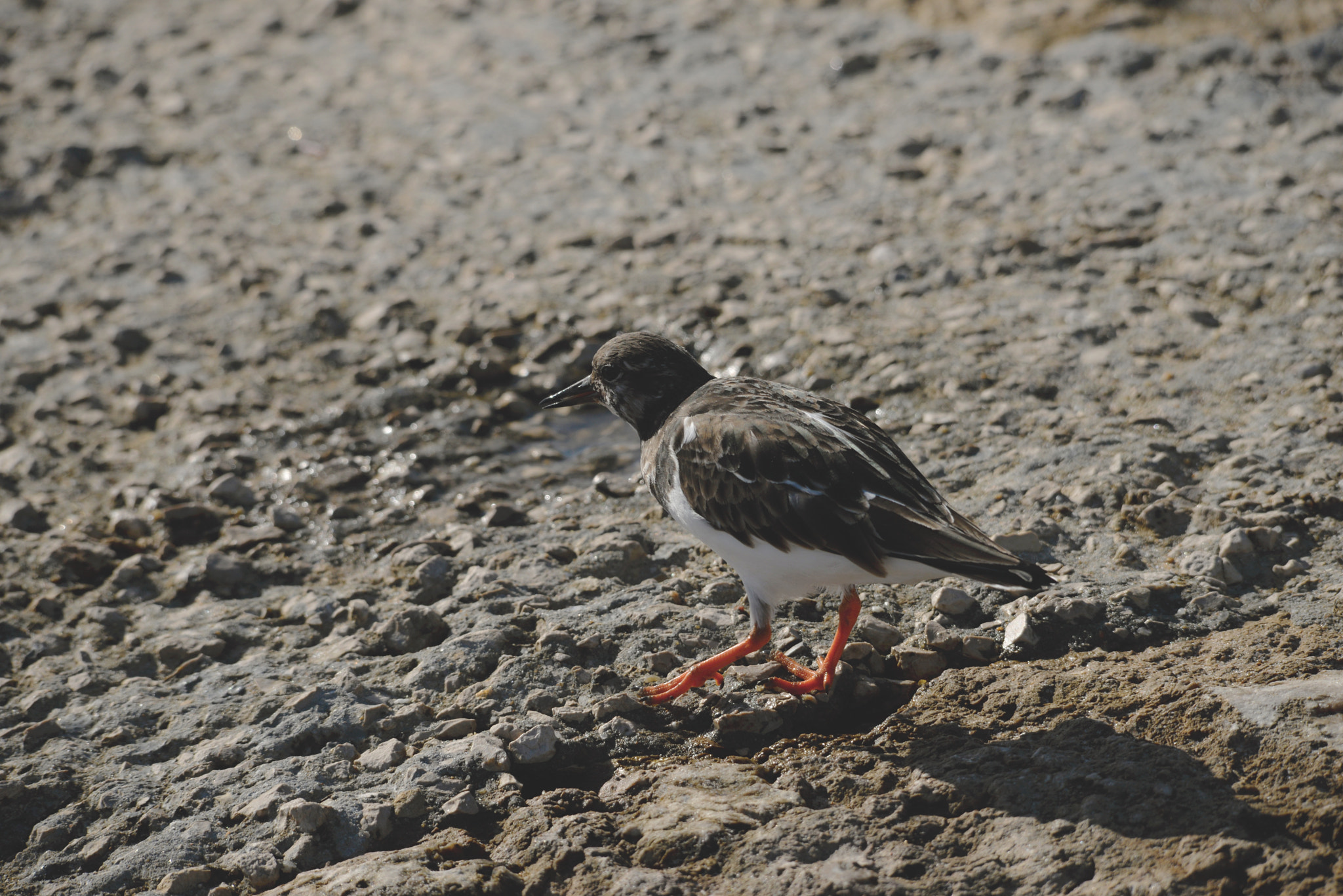 Sigma 150-500mm F5-6.3 DG OS HSM sample photo. Rola do mar photography