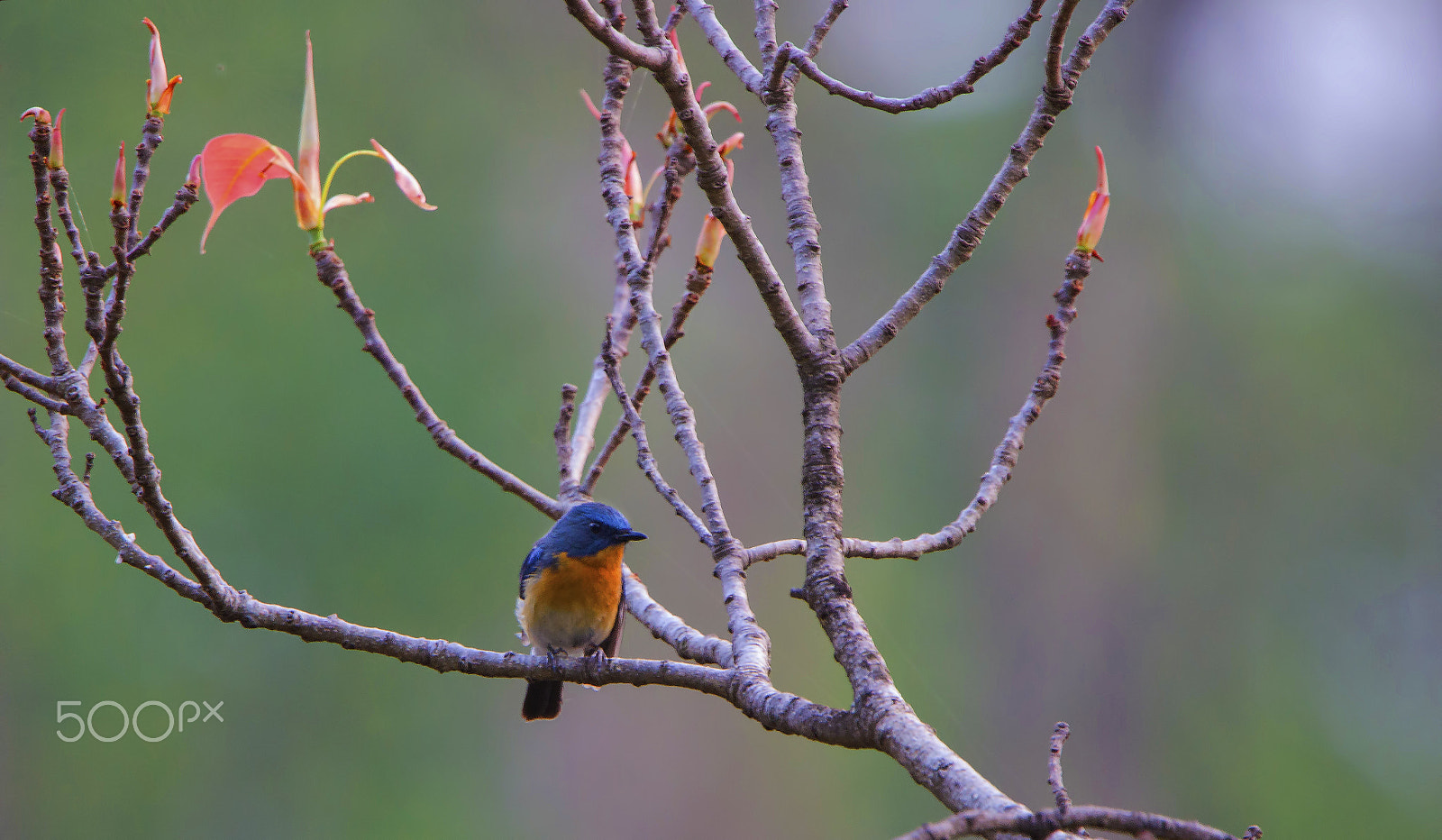 Tamron SP 150-600mm F5-6.3 Di VC USD sample photo. Tickell's blue flycatcher photography