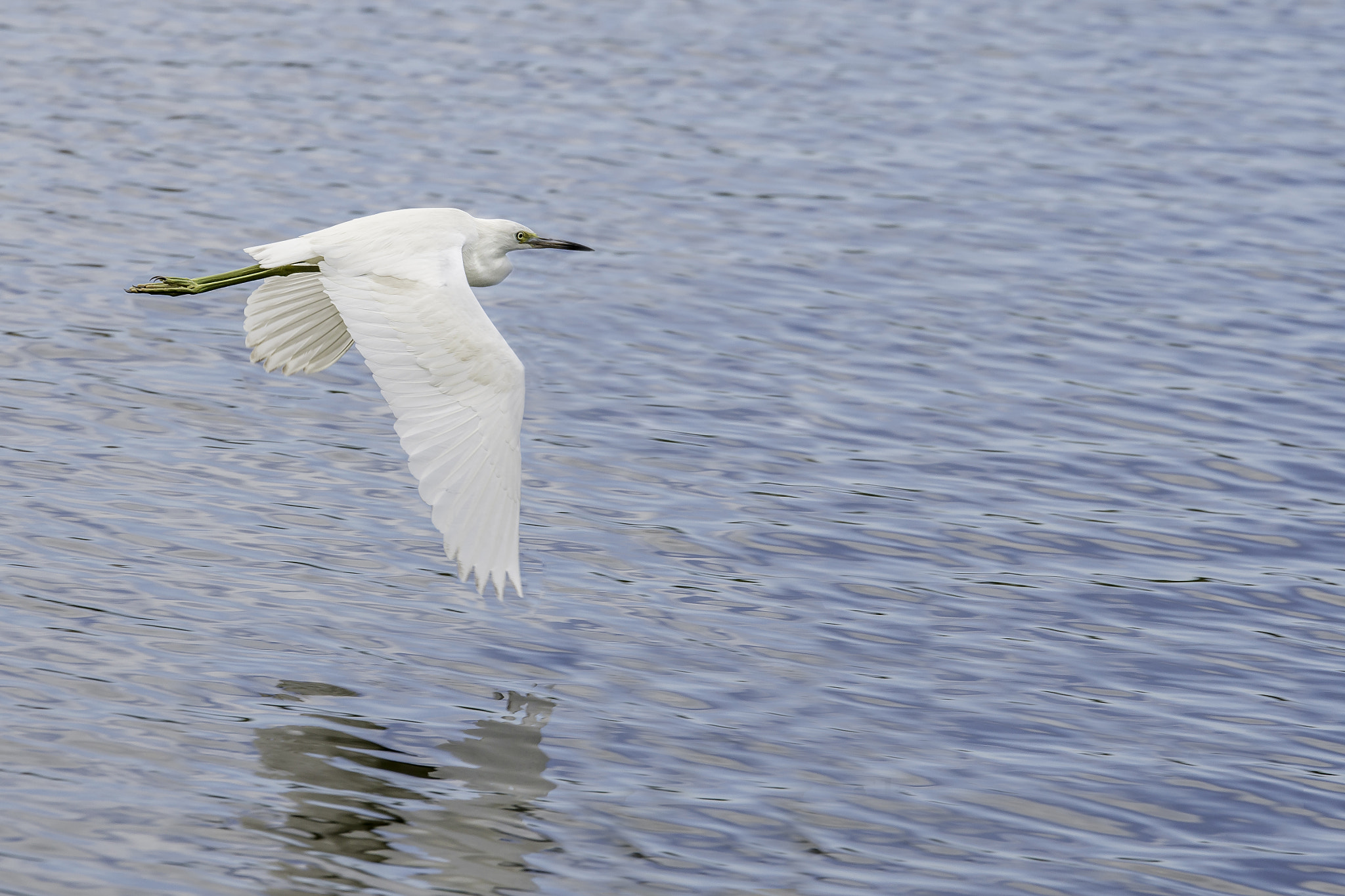 Nikon D800 + Sigma 18-200mm F3.5-6.3 DC OS HSM sample photo. Heron flyby photography