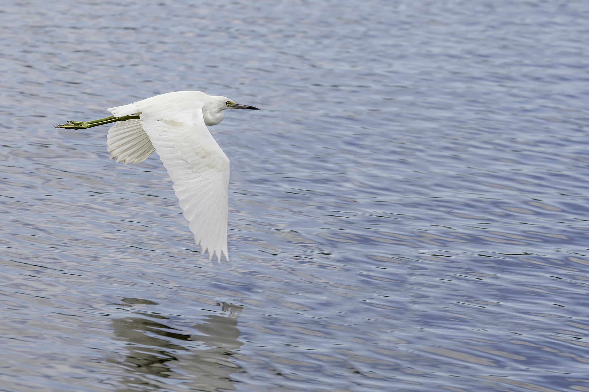 Sigma 18-200mm F3.5-6.3 DC OS HSM sample photo. Heron flyby photography