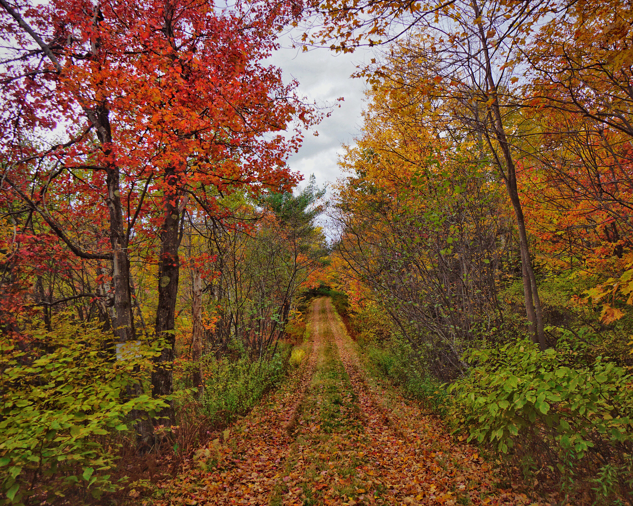 Sony E 10-18mm F4 OSS sample photo. Autumn path photography