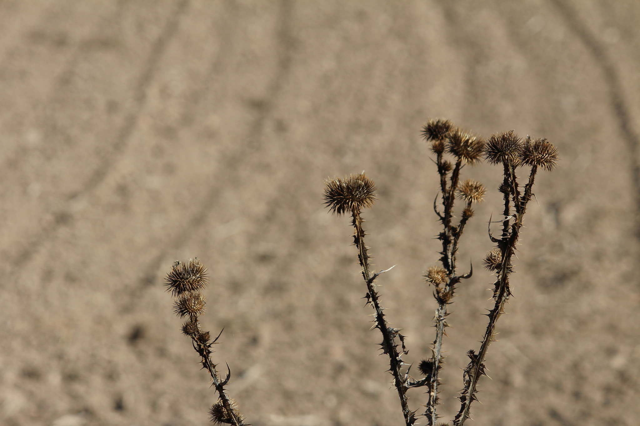 Canon EOS M sample photo. Cardos y barbecho photography