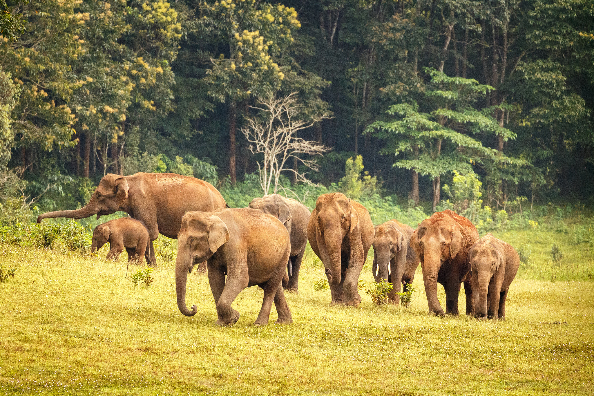Canon EOS 700D (EOS Rebel T5i / EOS Kiss X7i) sample photo. Family of gentle giants photography