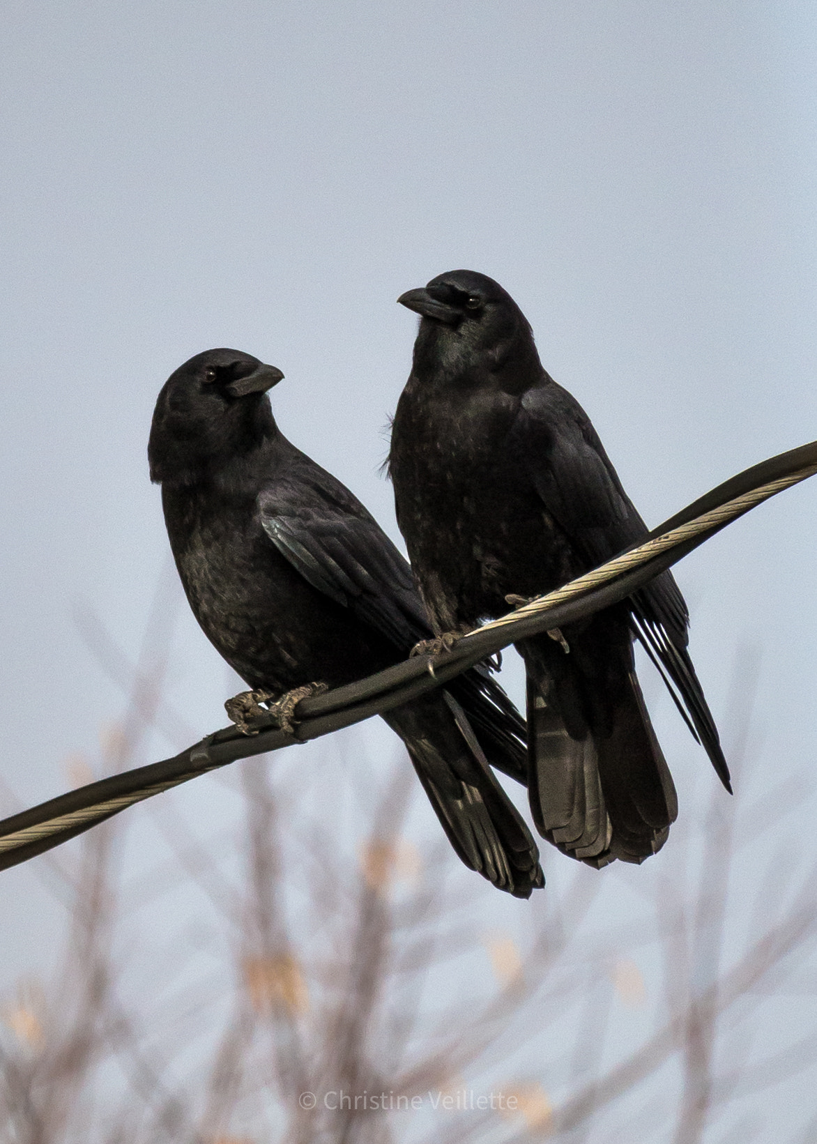 Canon EF-S 55-250mm F4-5.6 IS STM sample photo. Lovely crows photography
