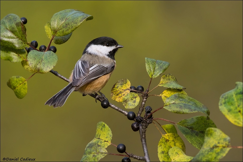 Canon EF 500mm F4L IS II USM sample photo. Black-capped chickadee photography
