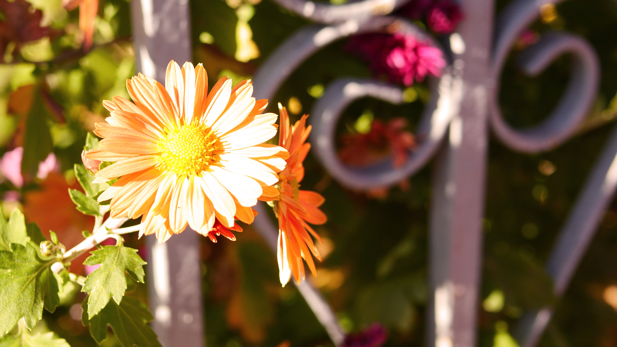 Panasonic Lumix DMC-GH3 sample photo. Flower on fence photography