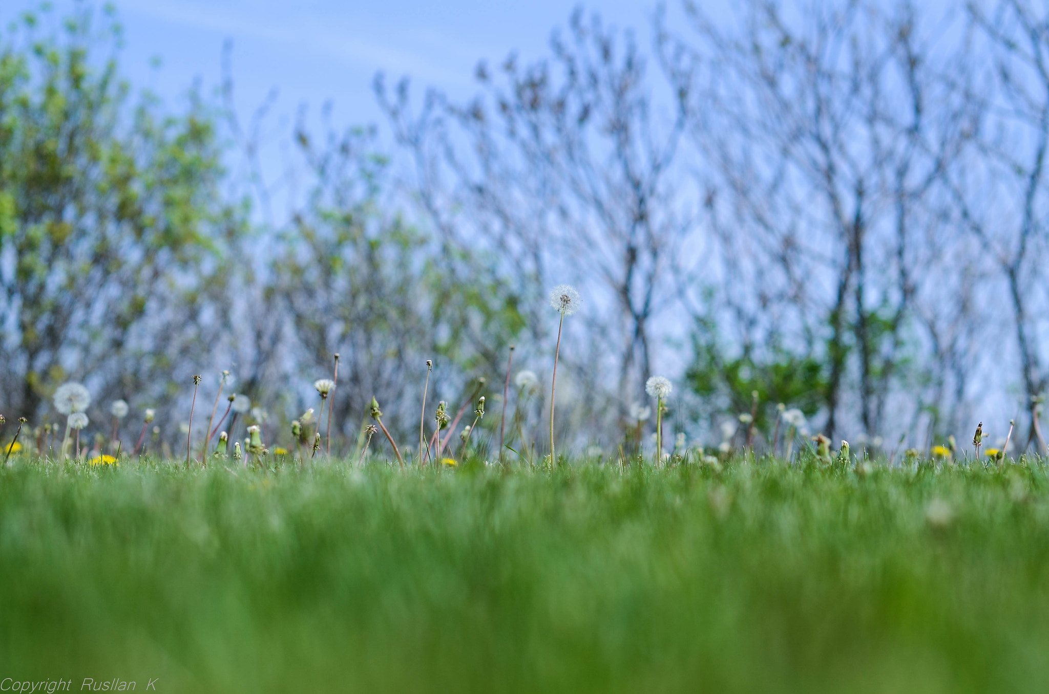 Nikon D7000 + Sigma 50mm F1.4 EX DG HSM sample photo. Little world photography
