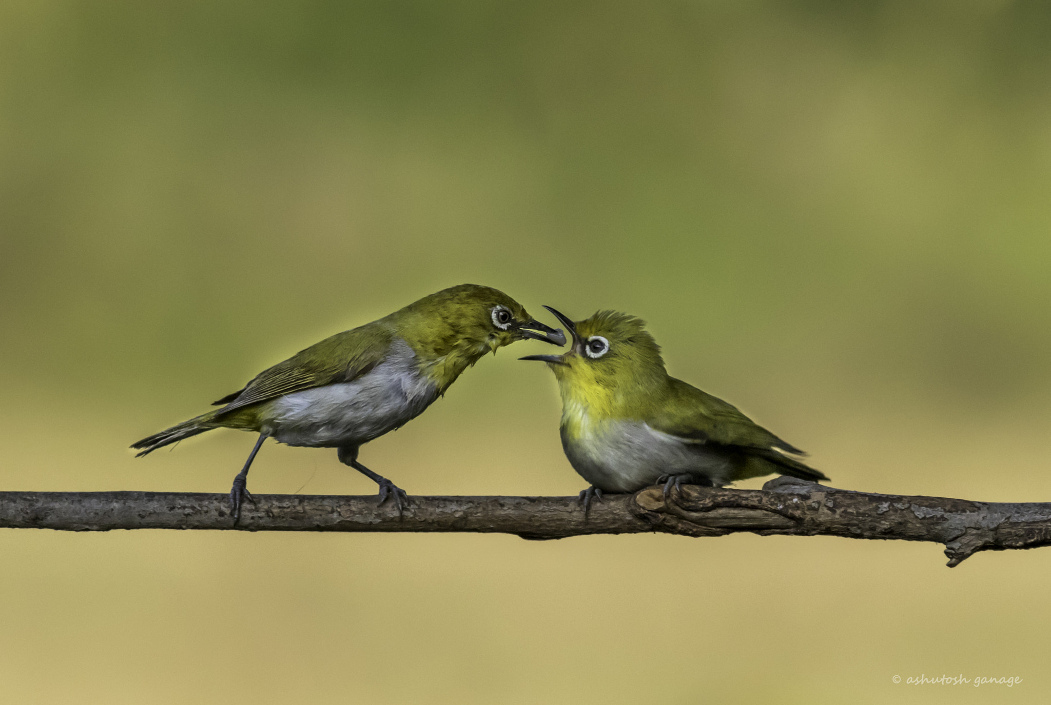 Canon EF 300mm F4L IS USM sample photo. Feed me mom photography
