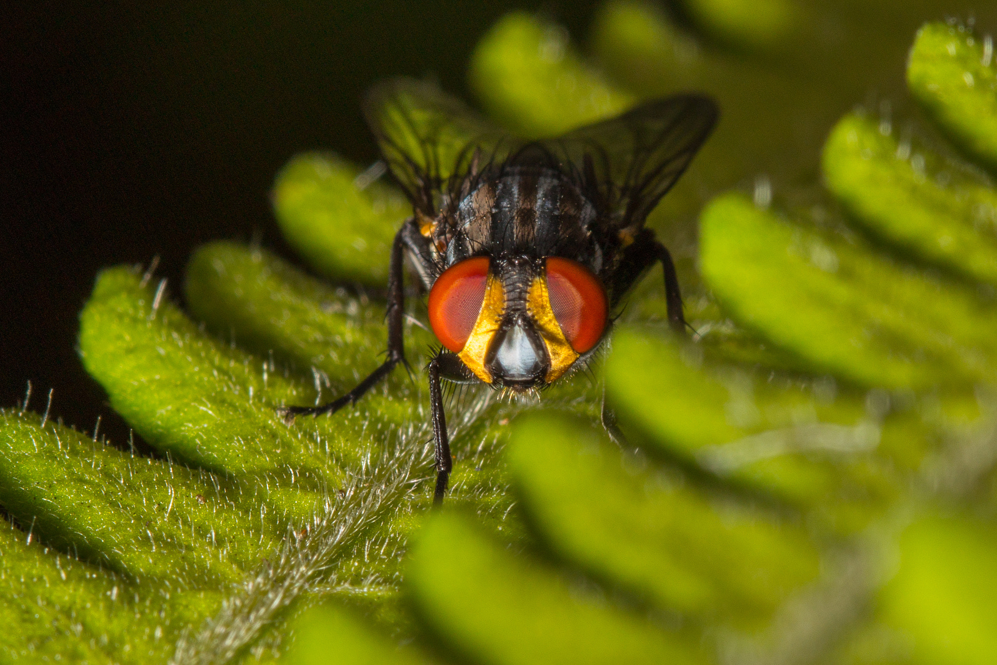 Canon EF 100mm F2.8 Macro USM sample photo. Fly photography