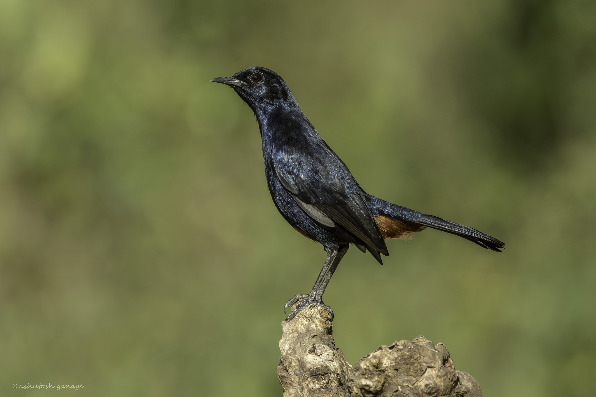 Canon EF 300mm F4L IS USM sample photo. Indian robin photography