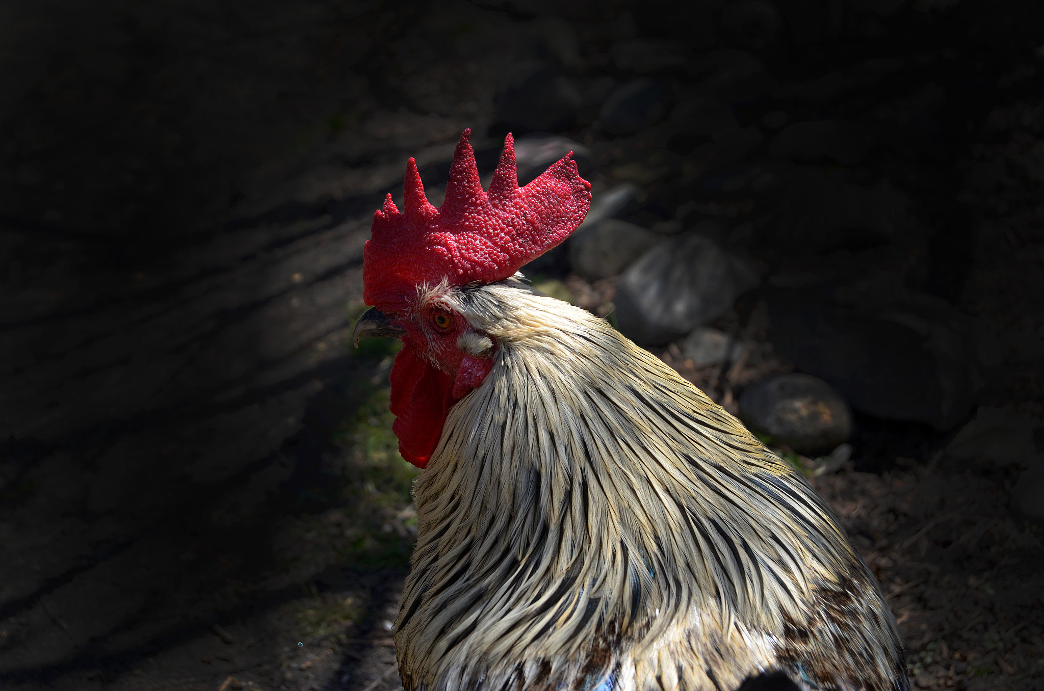 Nikon D5100 sample photo. Rooster in the spotlight photography