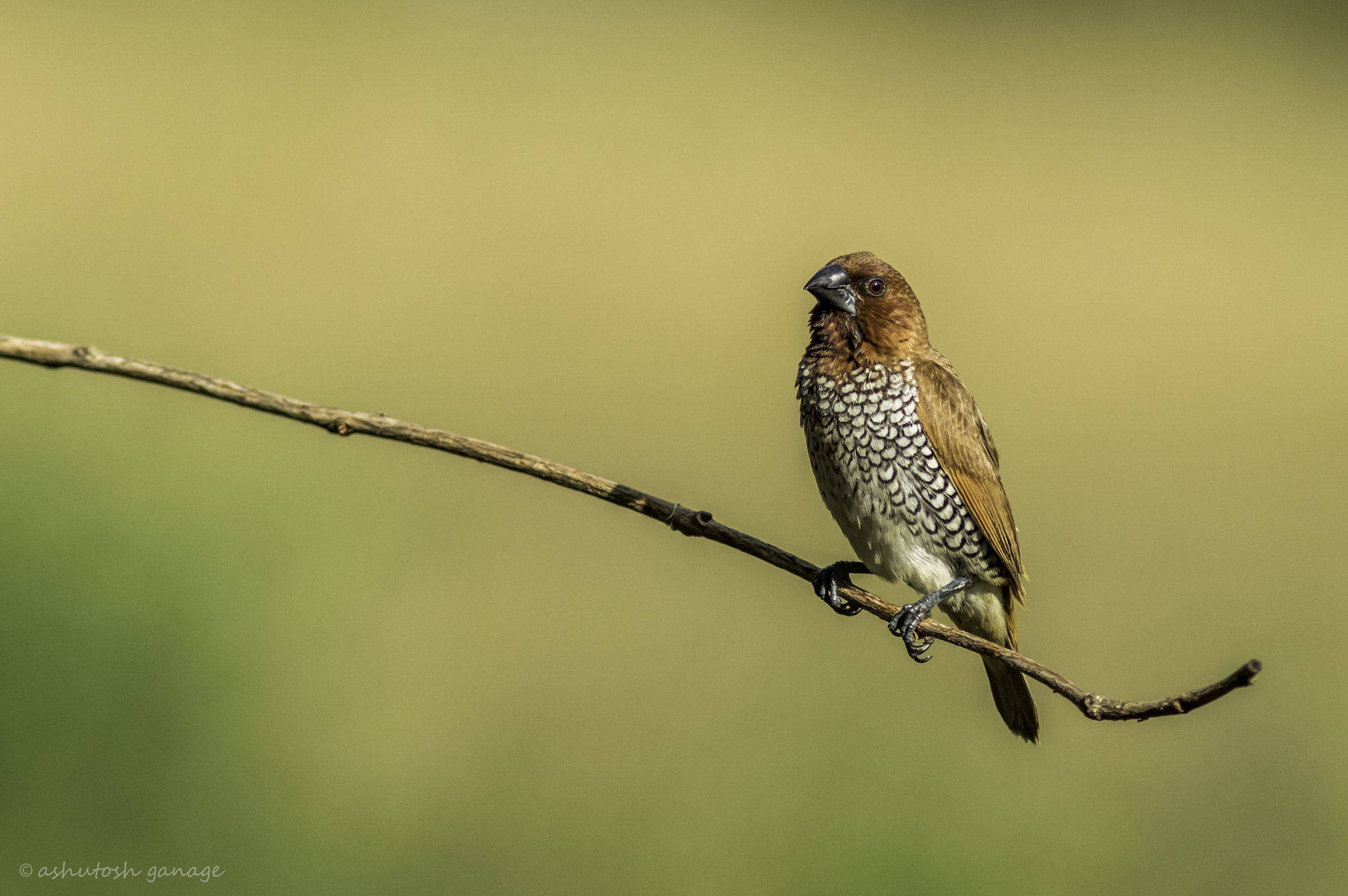 Canon EF 300mm F4L IS USM sample photo. Scaly breasted munia photography
