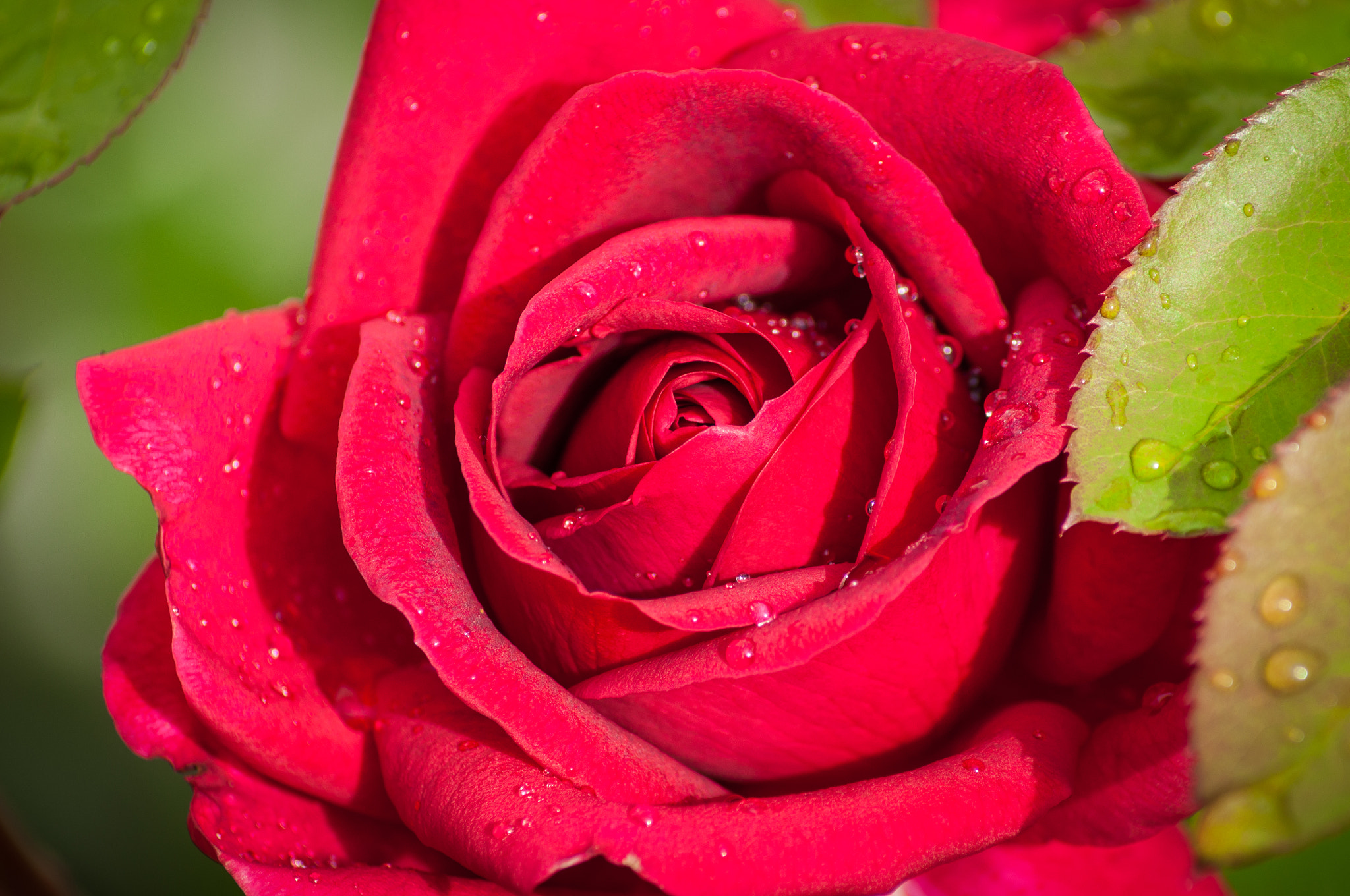 Nikon D5000 sample photo. Rose photography