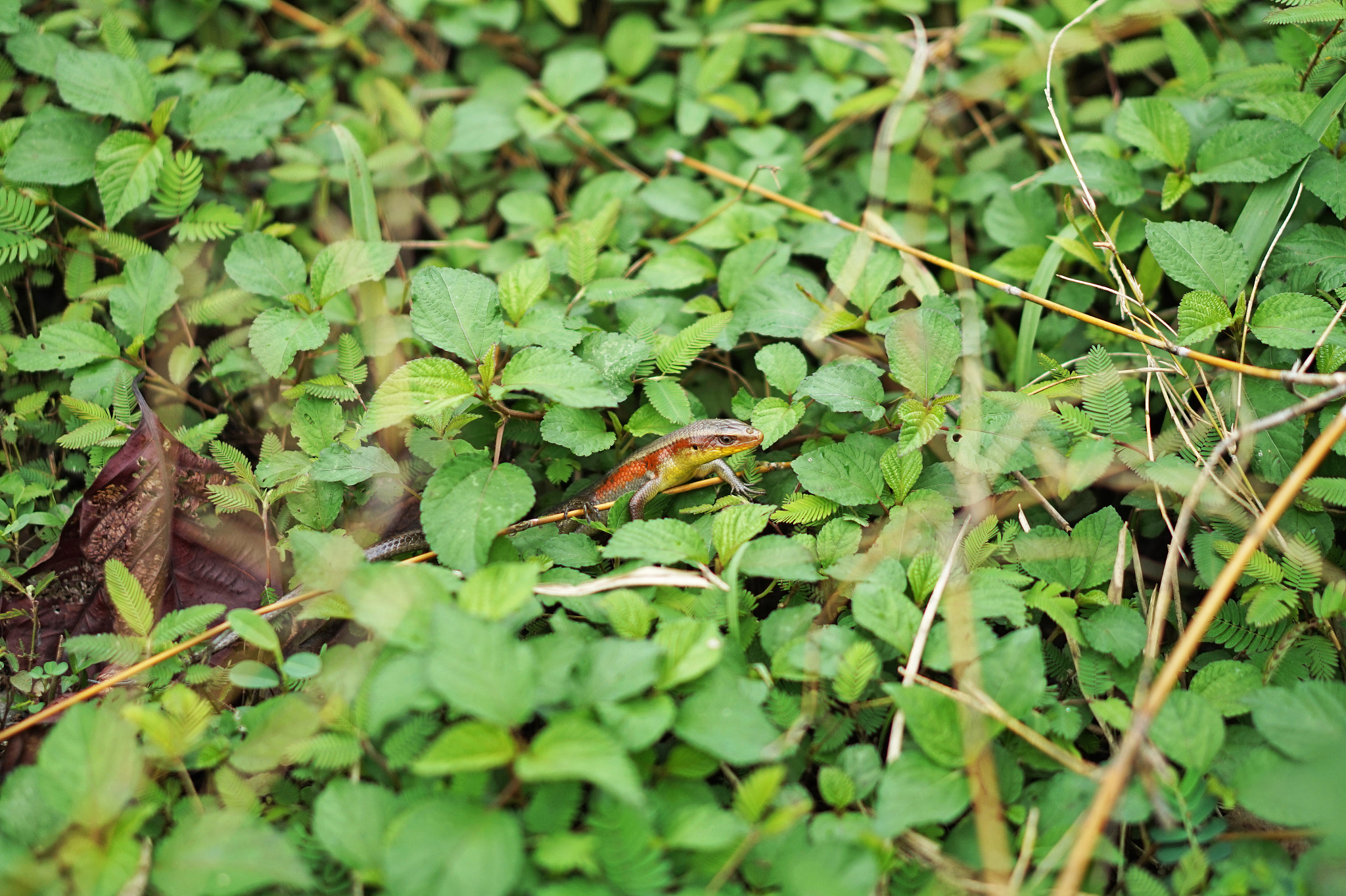 Sony Alpha a5000 (ILCE 5000) + E 50mm F1.8 OSS sample photo. Skink coming out of hiding photography