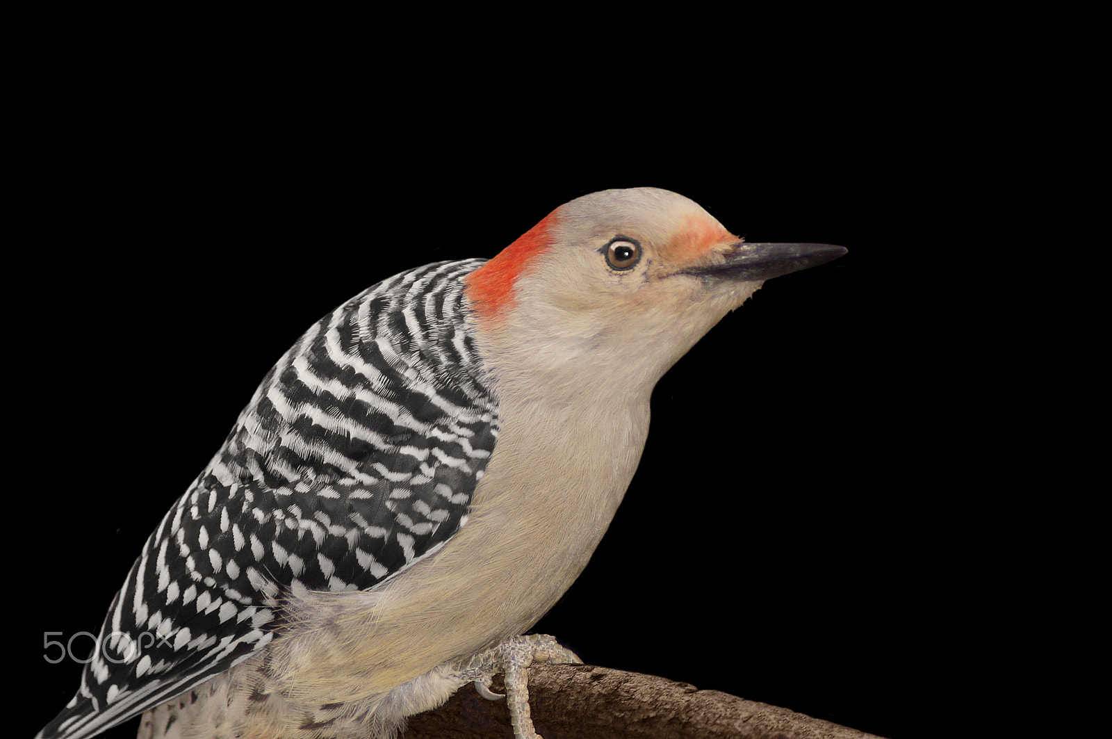 Sony 75-300mm F4.5-5.6 sample photo. Red bellied woodpecker photography