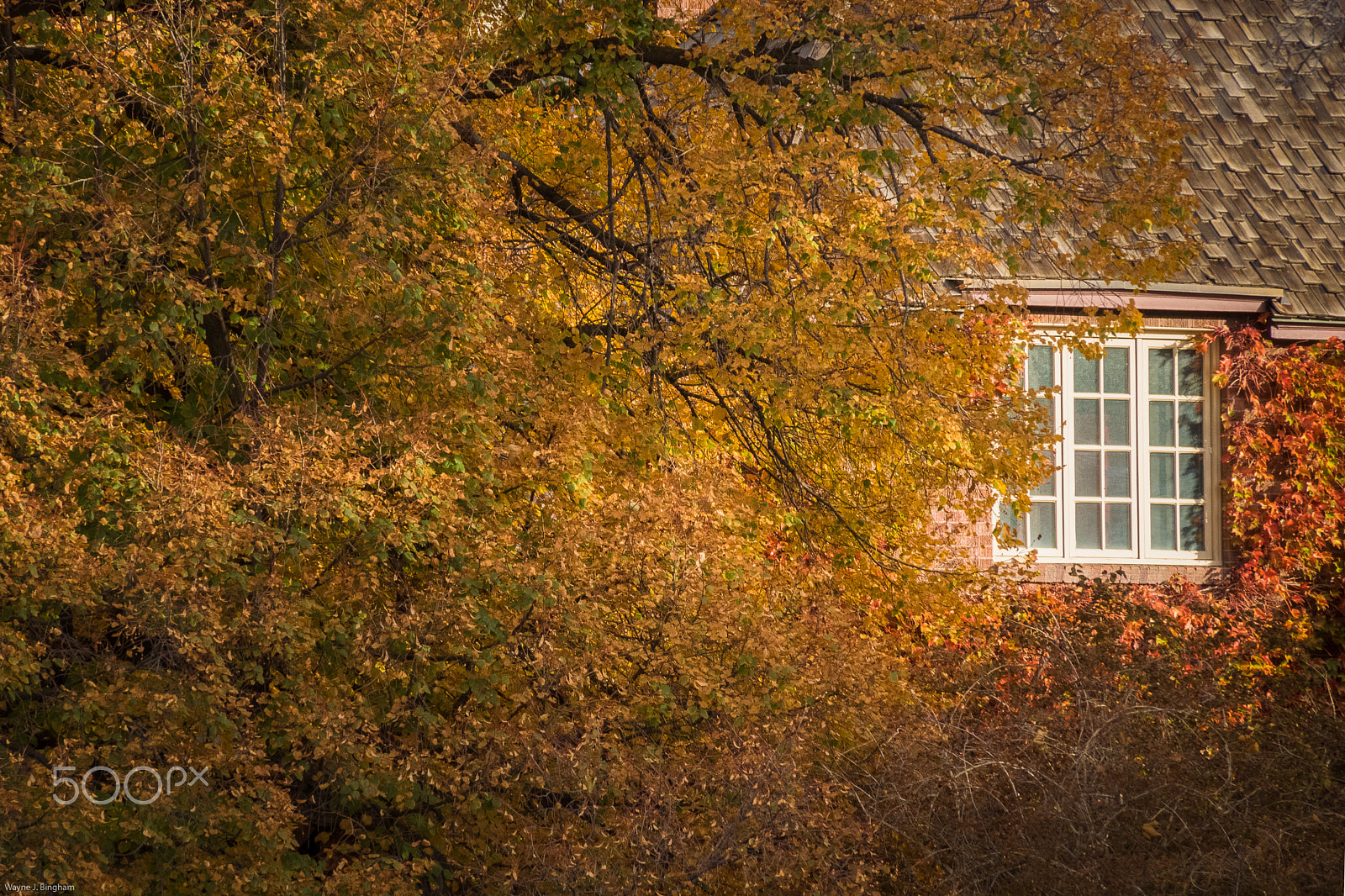 Olympus OM-D E-M1 sample photo. Windows photography