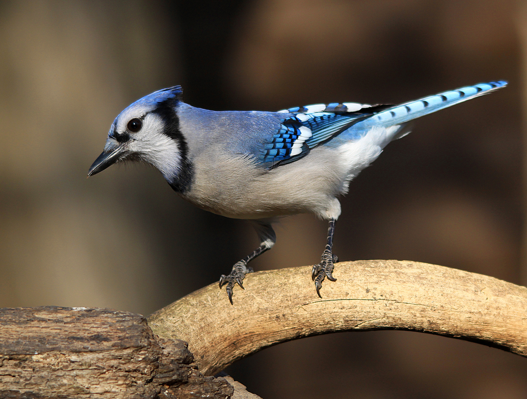 Sigma 150-500mm F5-6.3 DG OS HSM sample photo. Blue jay photography