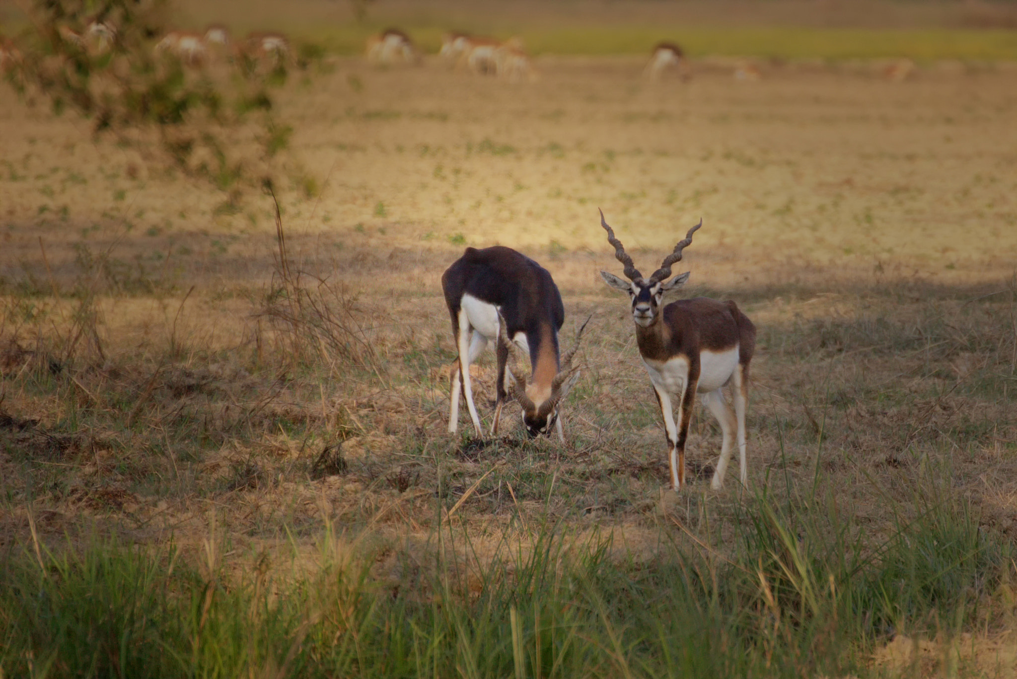 70.0 - 300.0 mm sample photo. Blackbucks photography