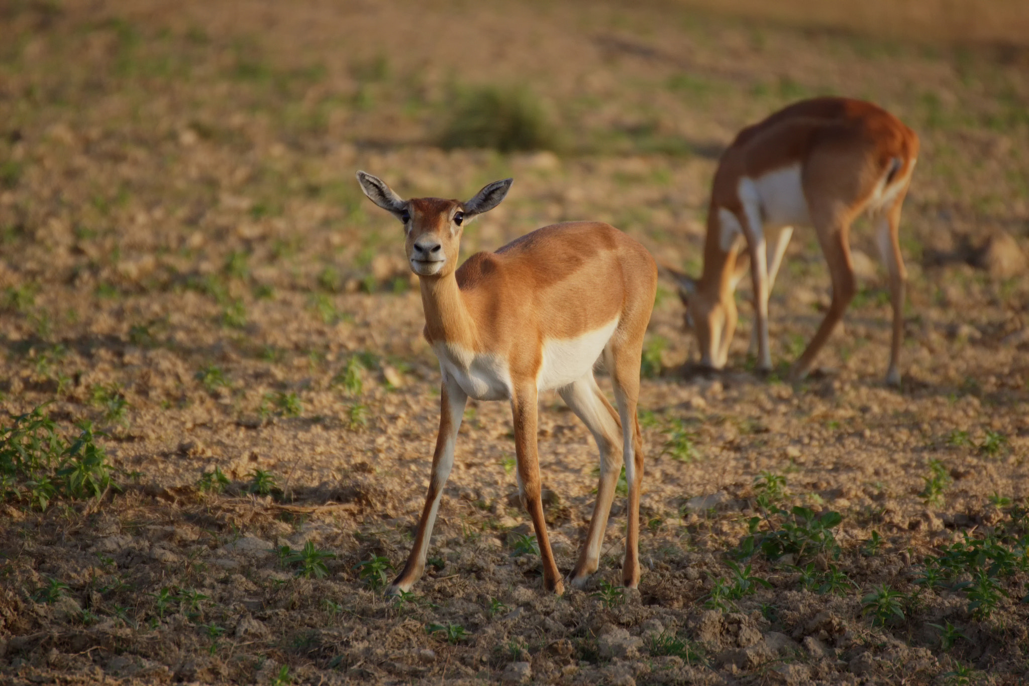 70.0 - 300.0 mm sample photo. Curious eyes photography