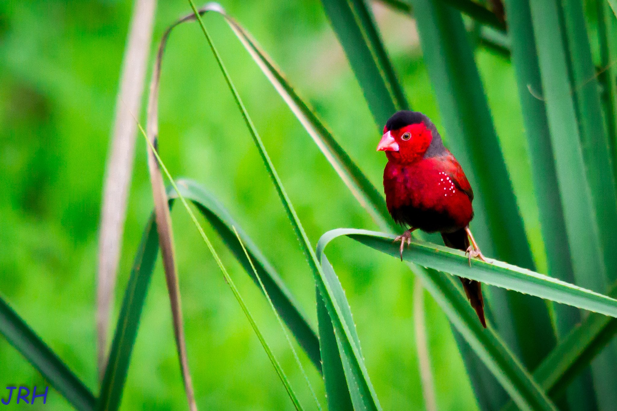 Sigma 150-500mm F5-6.3 DG OS HSM sample photo. Img photography