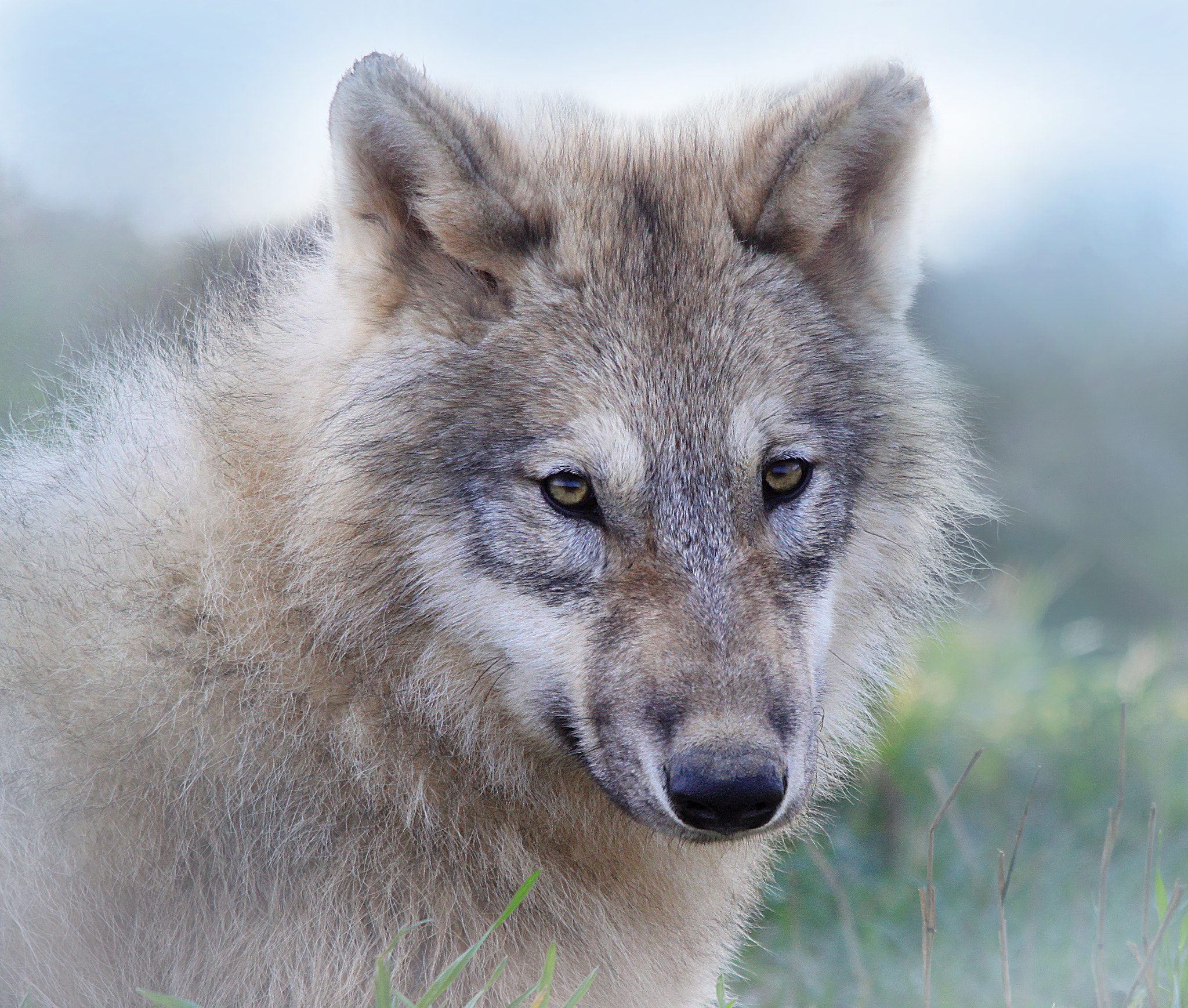 Sigma 150-500mm F5-6.3 DG OS HSM sample photo. Timber wolf photography