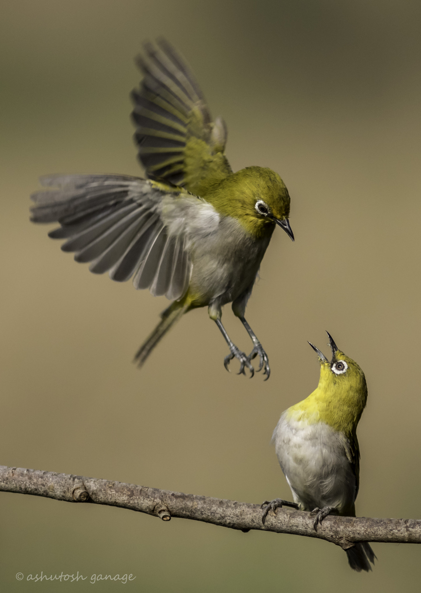 Canon EF 300mm F4L IS USM sample photo. Oriental white eye photography