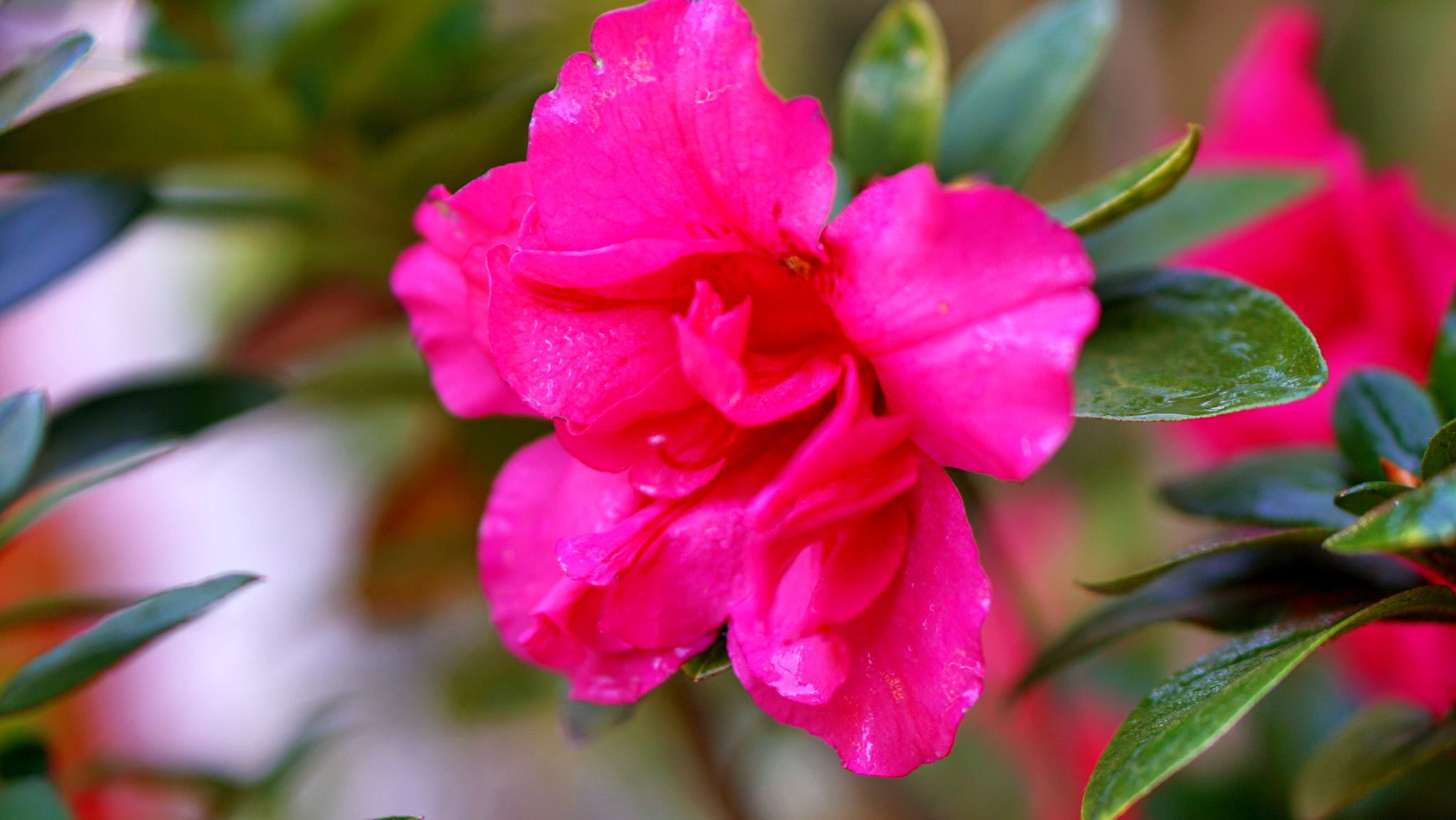 Sony a6000 + Sony E 50mm F1.8 OSS sample photo. Rhododendron simsii planch photography