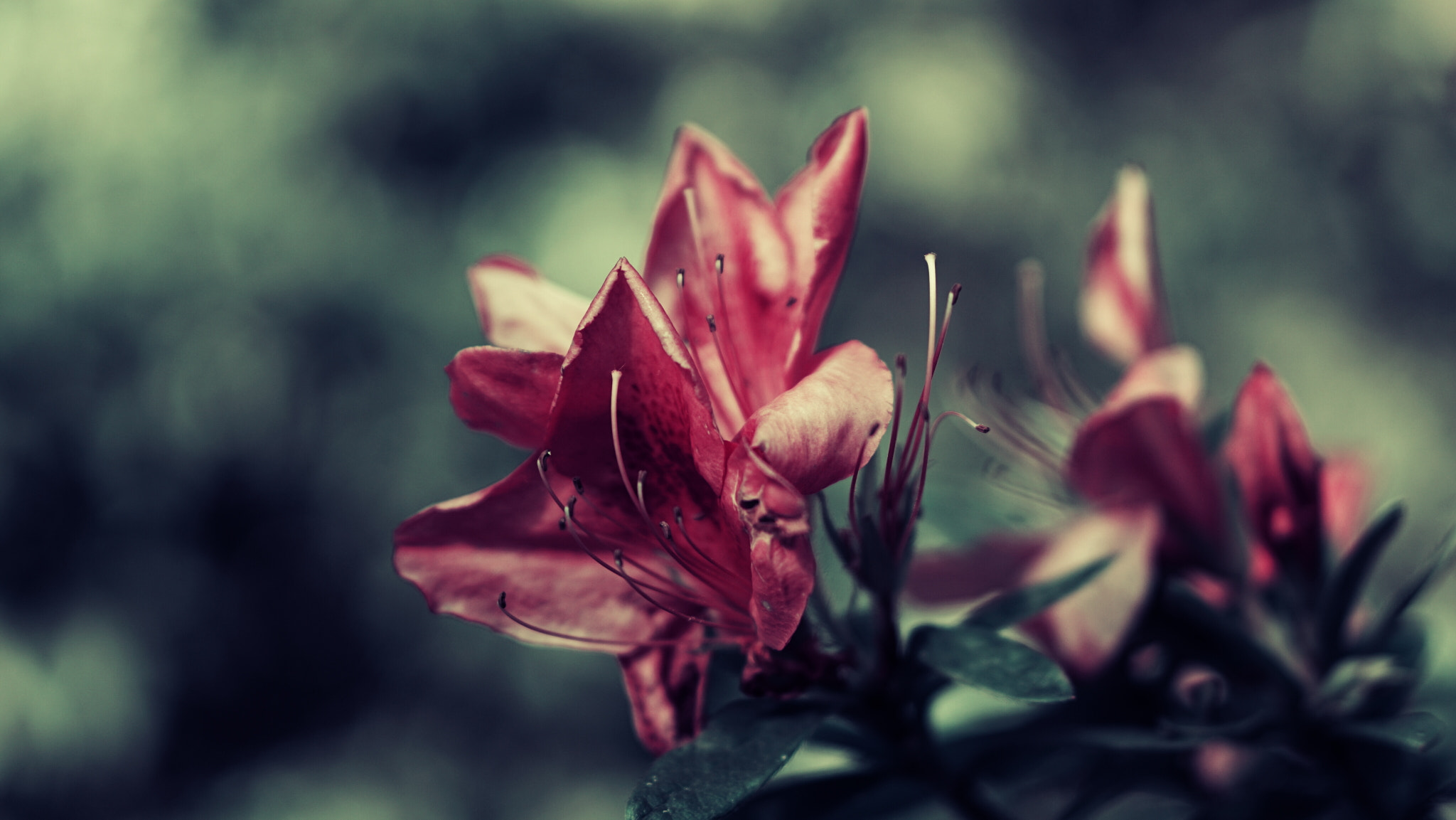 Sony a6000 sample photo. Rhododendron simsii planch photography