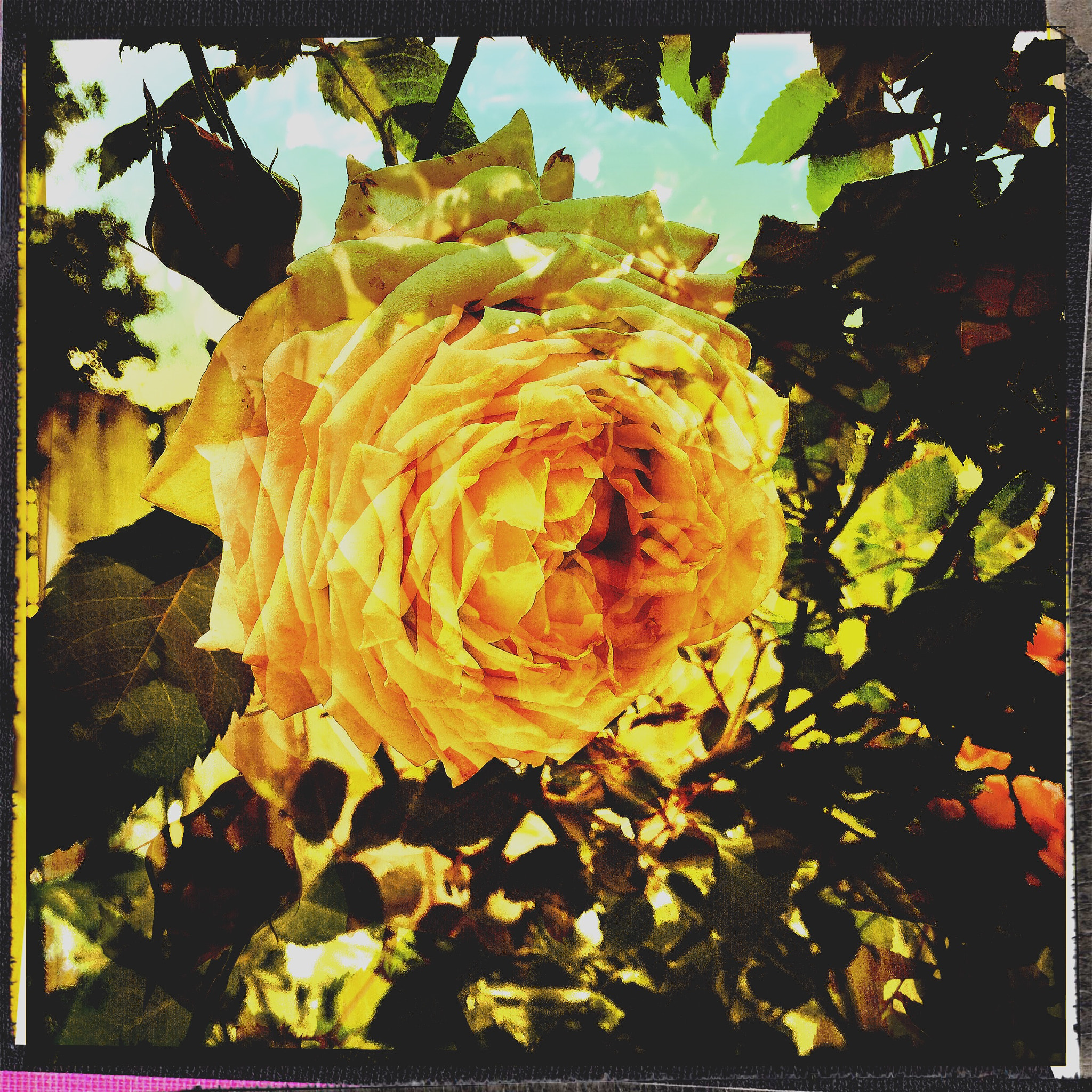 Hipstamatic 322 sample photo. By any other name photography