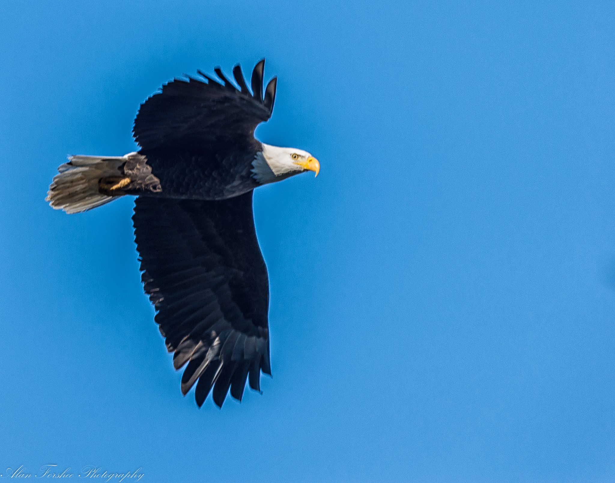 Nikon AF-S Nikkor 200-500mm F5.6E ED VR sample photo. Eagle flying photography