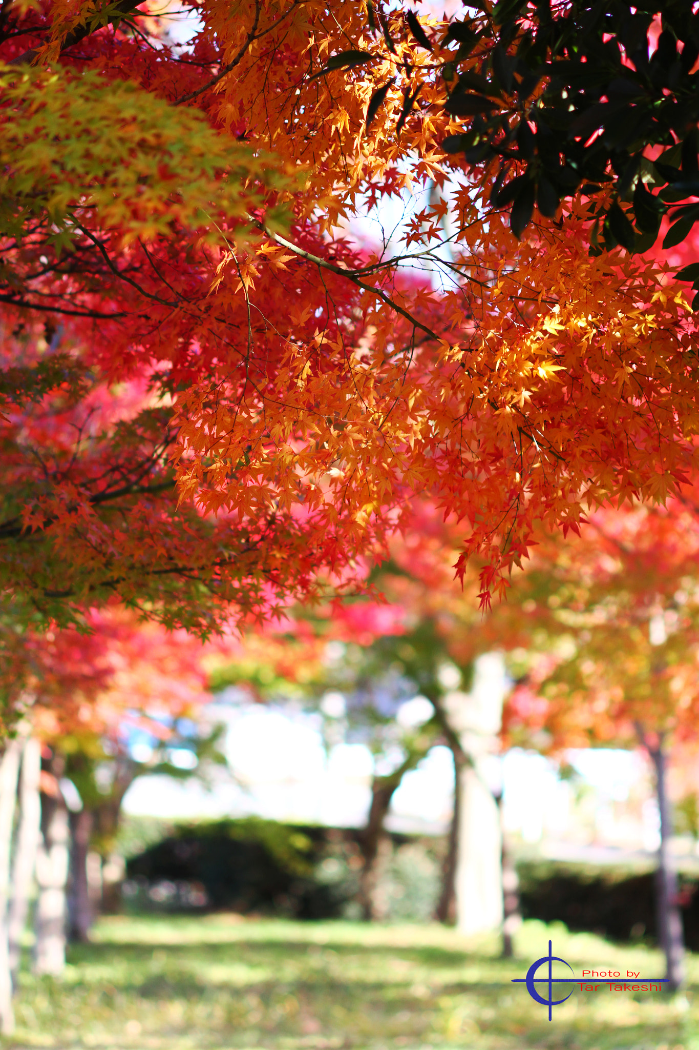 Canon EF 100mm F2.8 Macro USM sample photo. Img photography