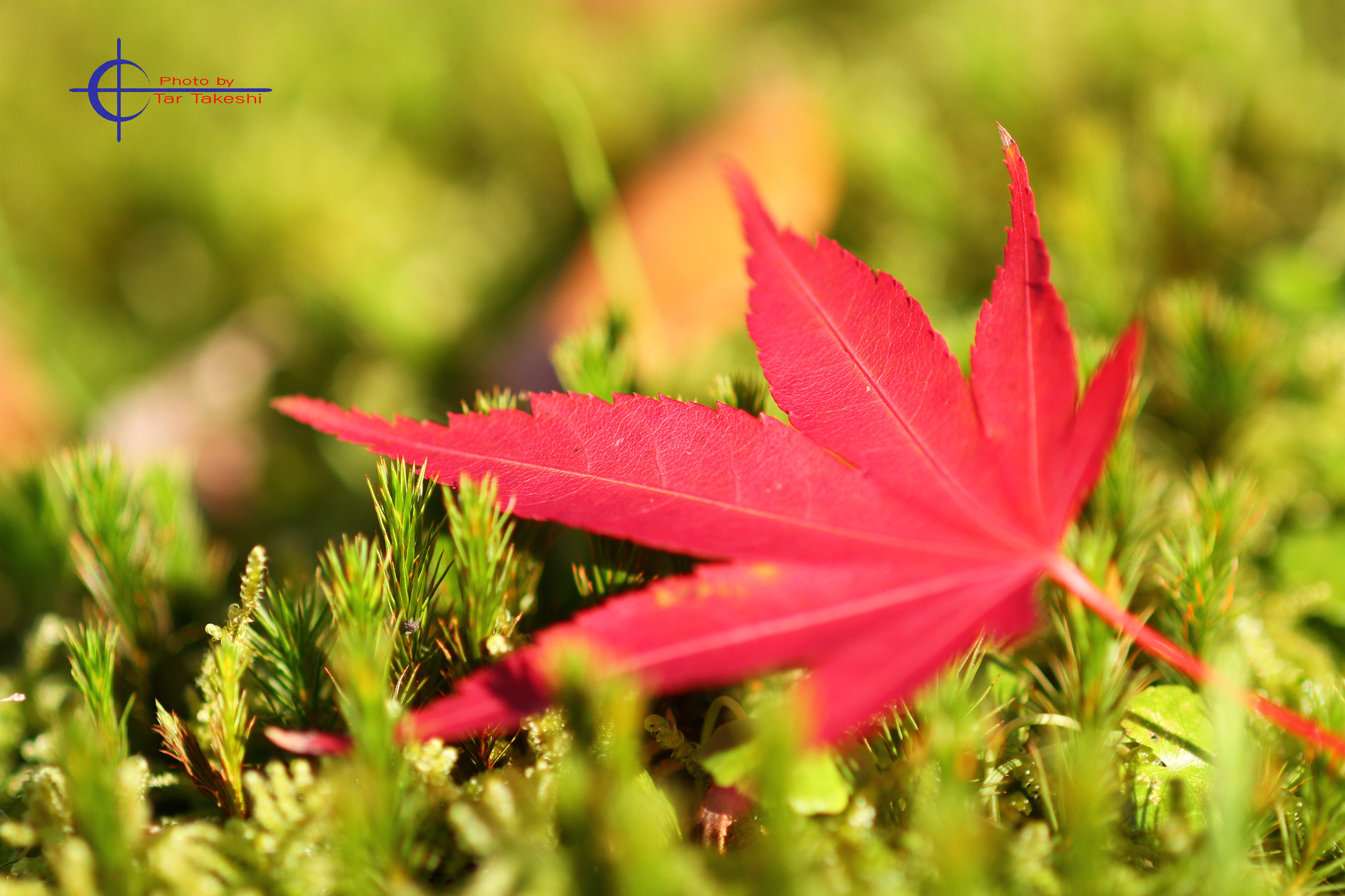 Canon EF 100mm F2.8 Macro USM sample photo. Img photography