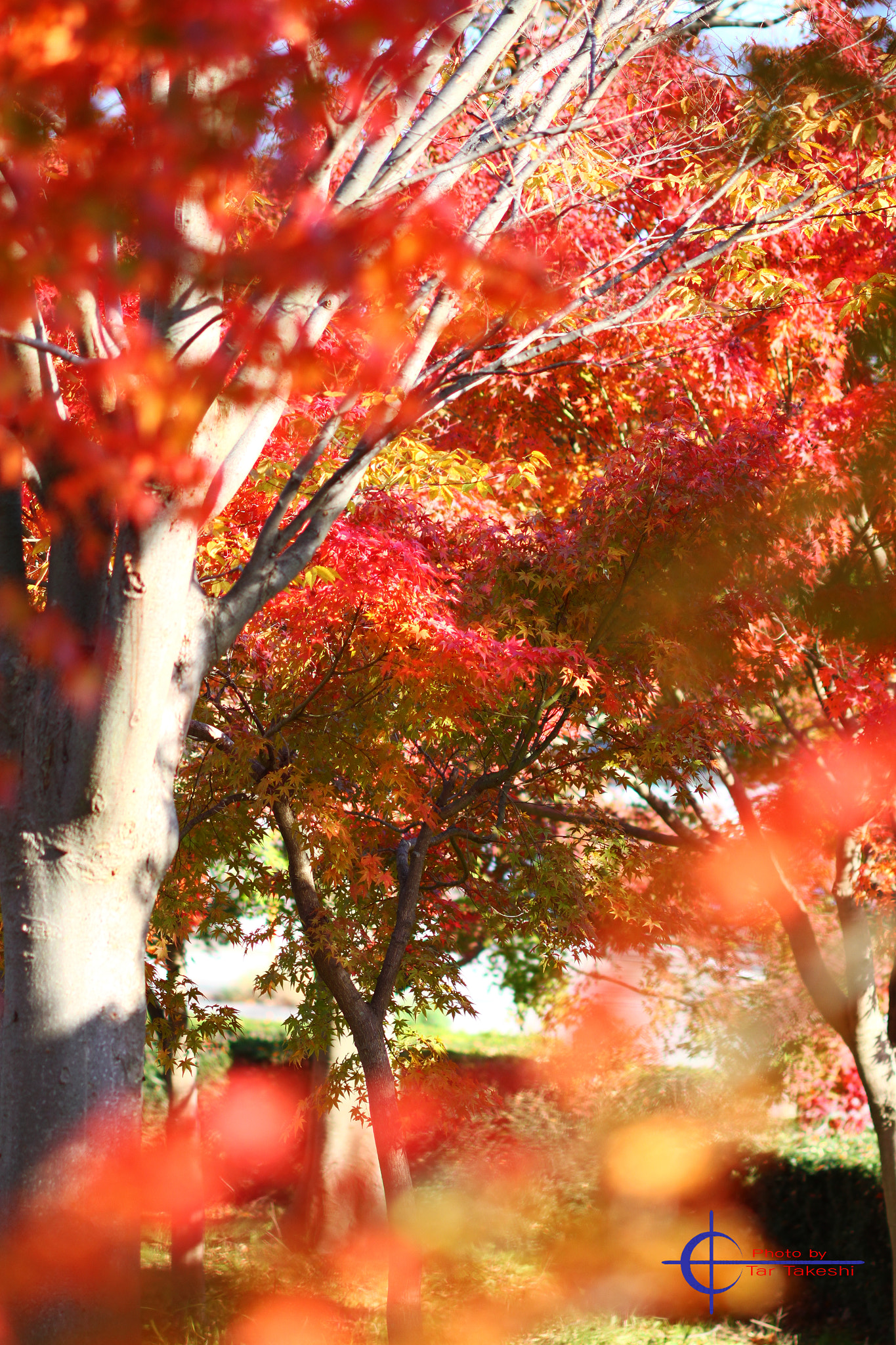 Canon EF 100mm F2.8 Macro USM sample photo. Img photography