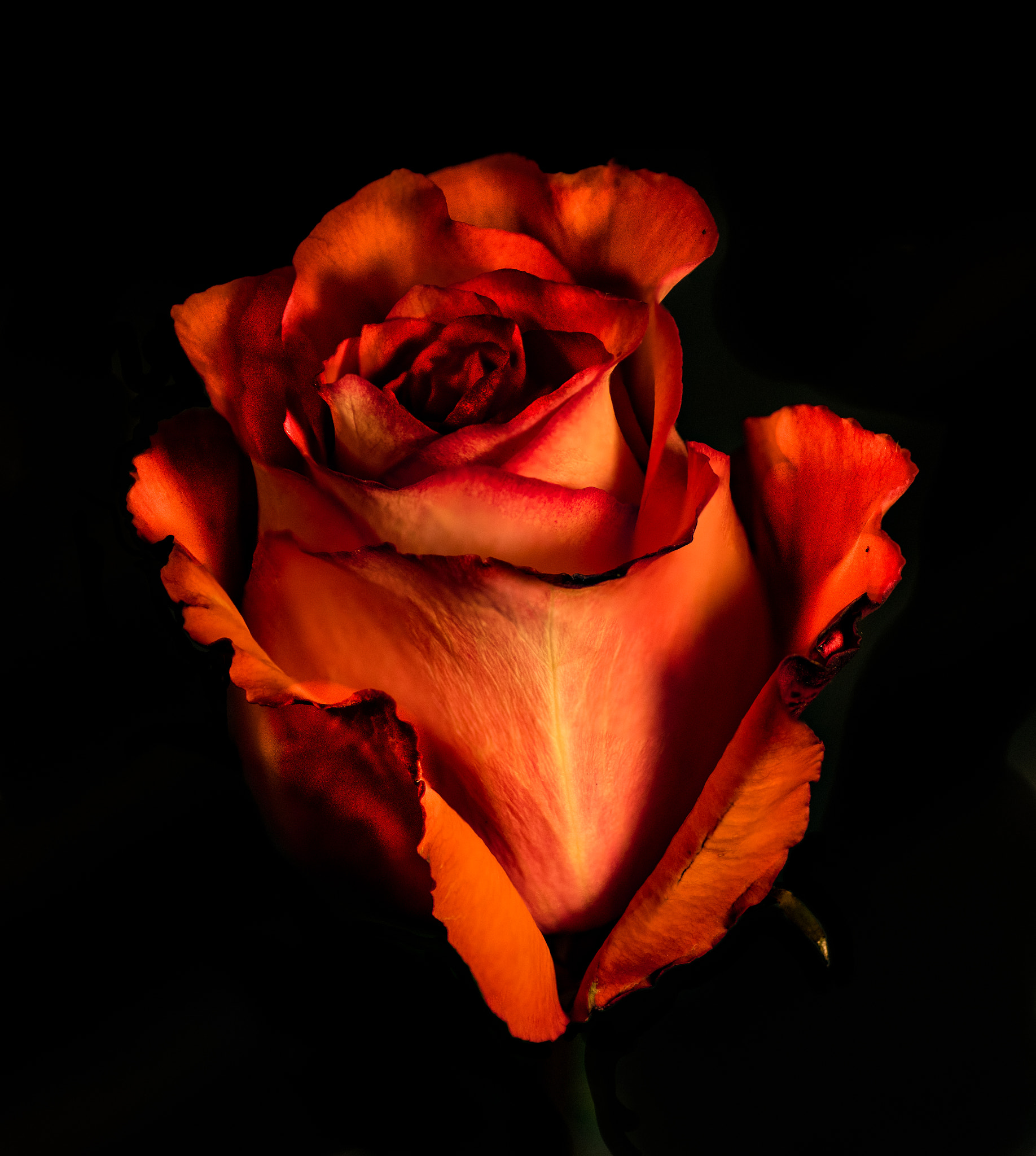 Nikon D810 sample photo. Autumn rose photography