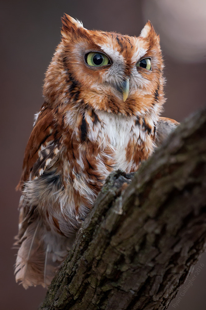 Canon EF 100-400mm F4.5-5.6L IS USM sample photo. Red eastern screech owl photography