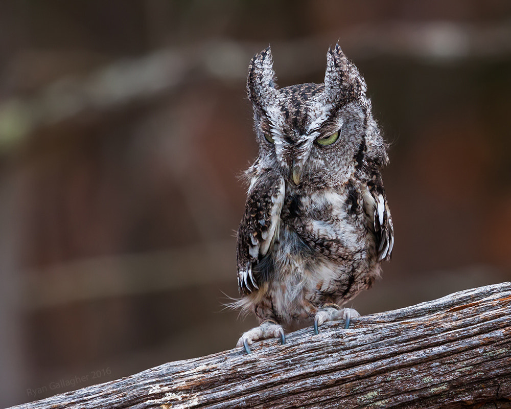 Canon EF 100-400mm F4.5-5.6L IS USM sample photo. Grey eastern screech owl photography