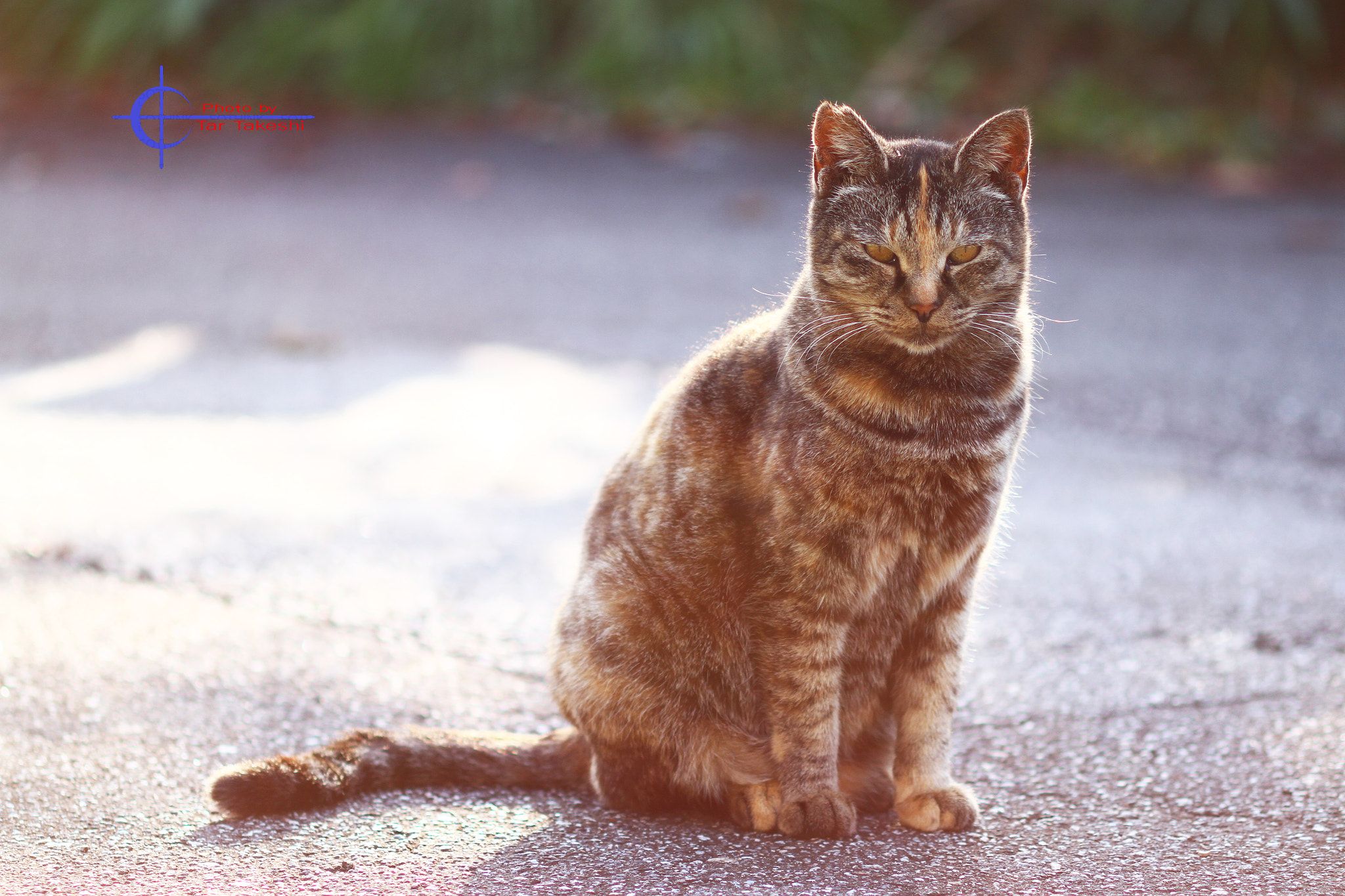 Canon EF 100mm F2.8 Macro USM sample photo. Img photography