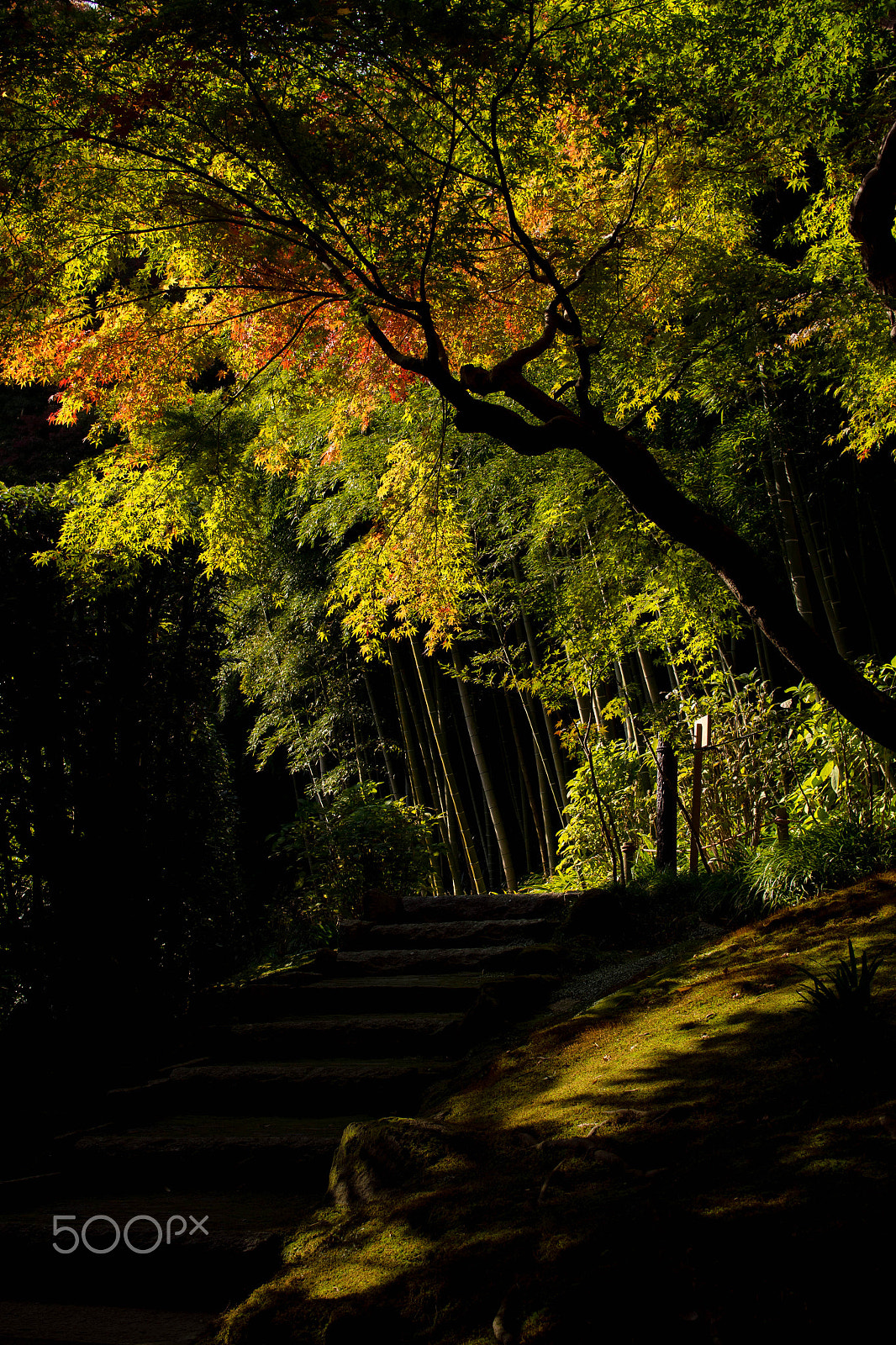 Olympus OM-D E-M5 sample photo. Autumn colors in choju-ji zen-temple. photography