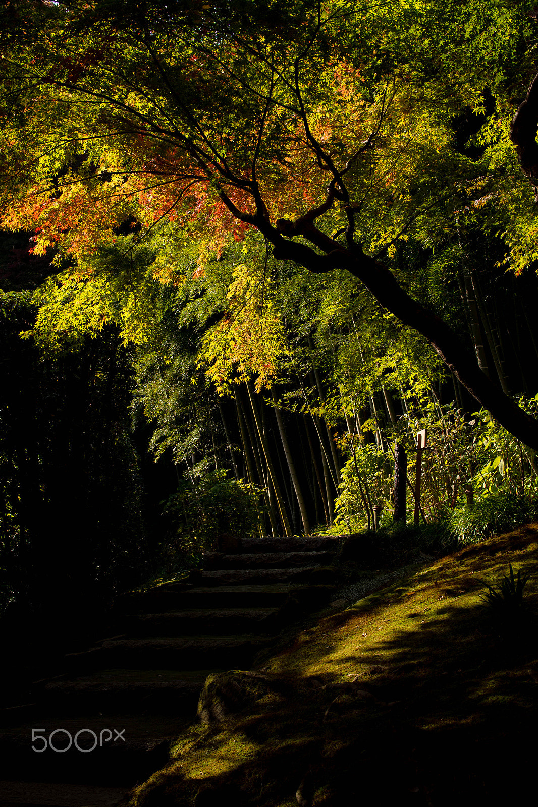 Olympus OM-D E-M5 + Olympus M.Zuiko Digital 25mm F1.8 sample photo. Autumn colors in choju-ji zen-temple. photography