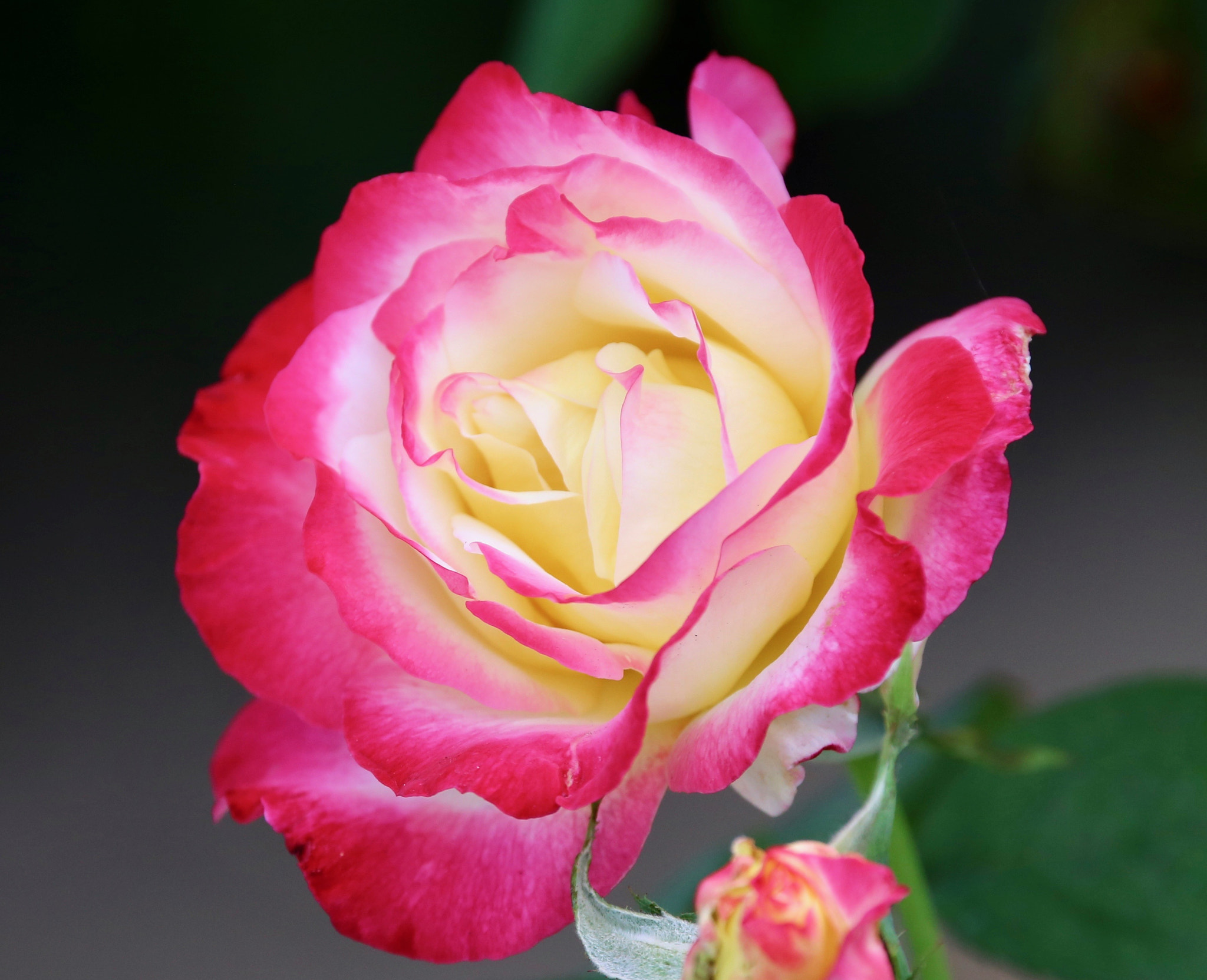 Sigma 150mm f/2.8 EX DG OS HSM APO Macro sample photo. Rose photography