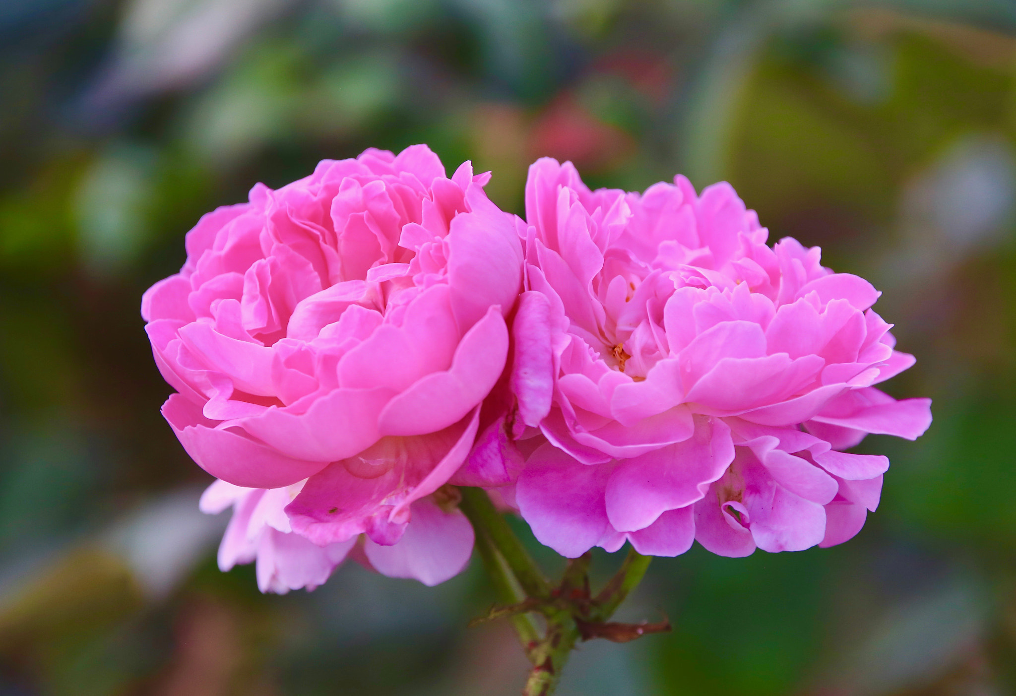 Canon EOS 6D sample photo. Pink rose photography