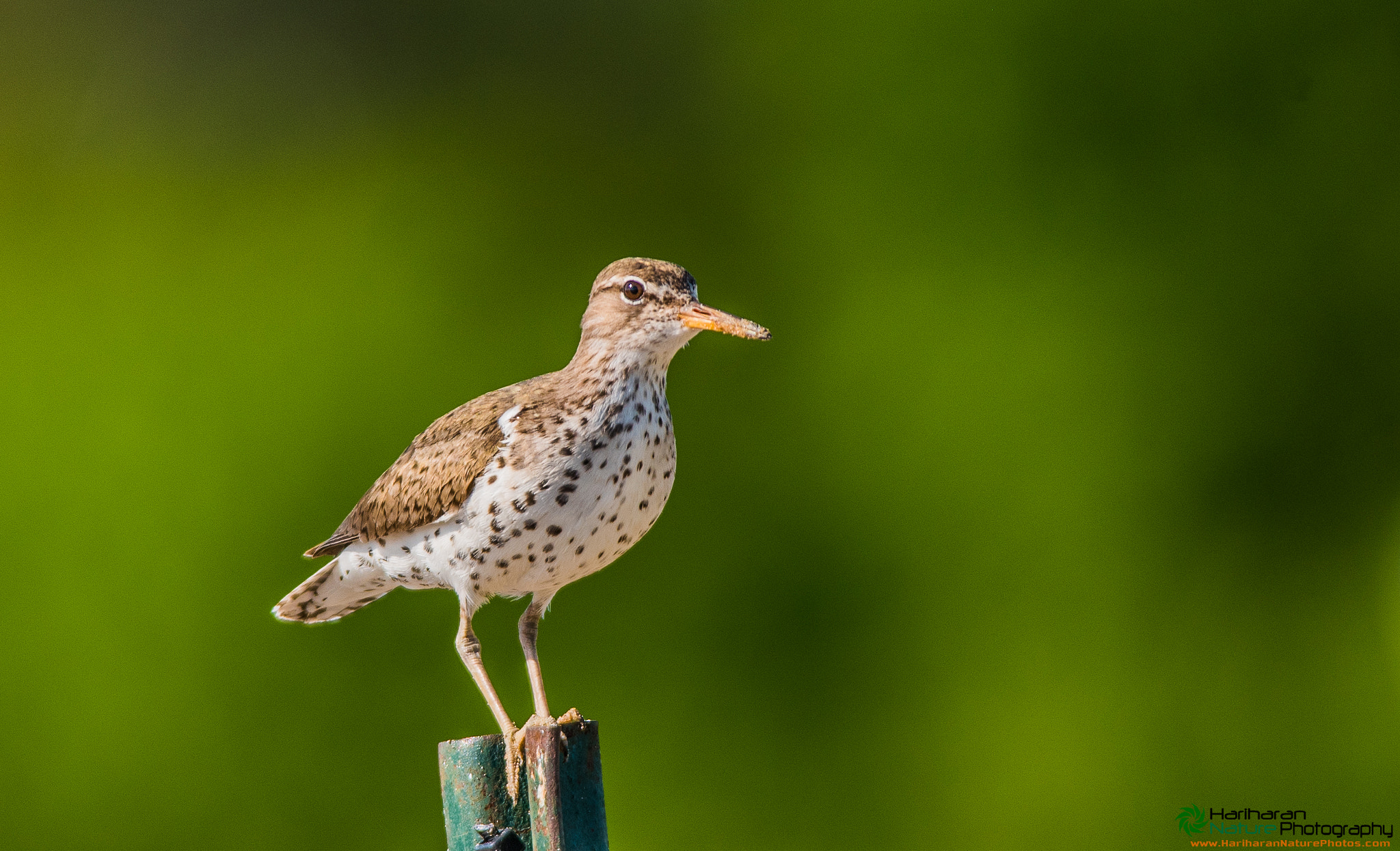 Sigma 150-500mm F5-6.3 DG OS HSM sample photo. Spotted sandpiper photography