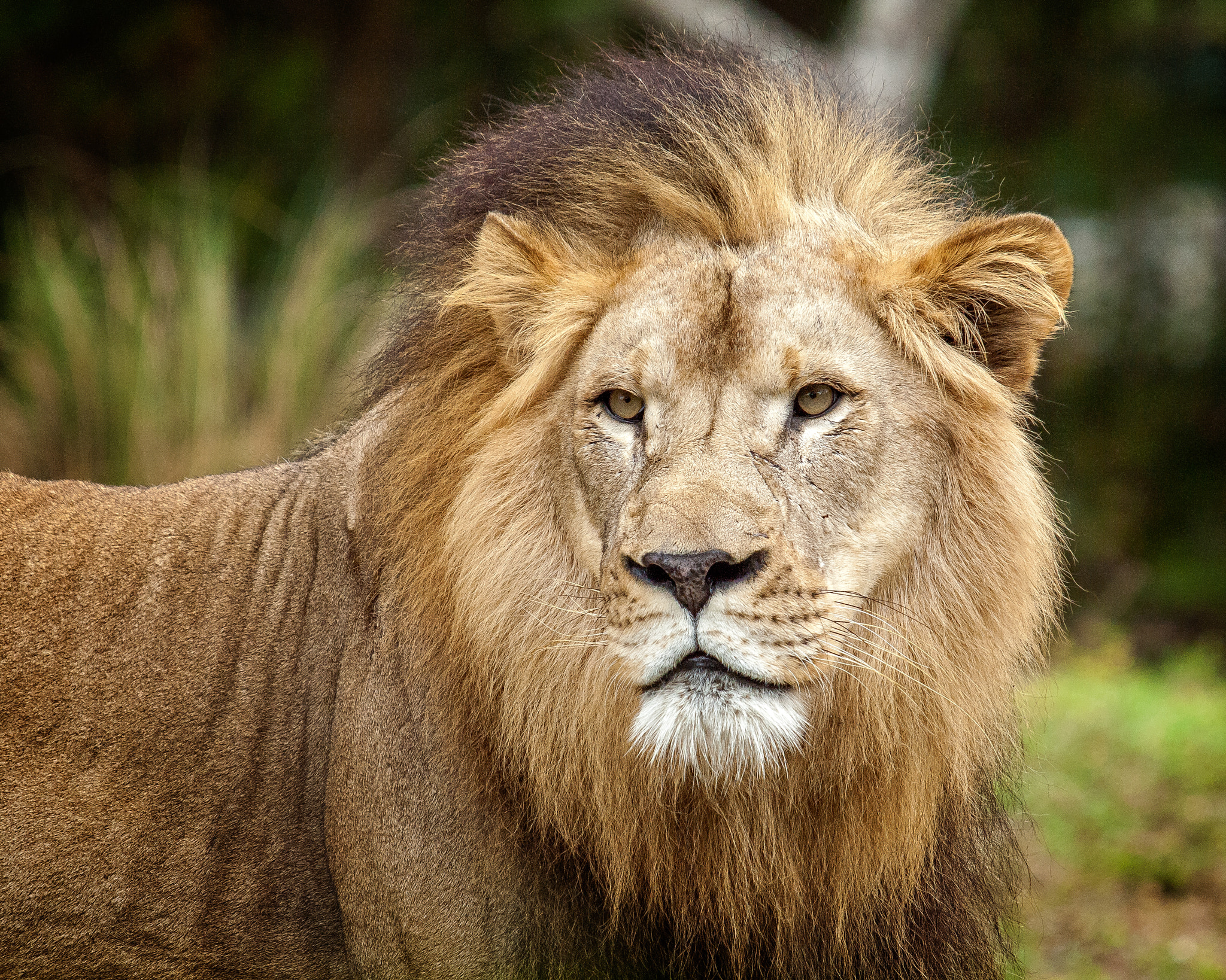 Olympus E-620 (EVOLT E-620) sample photo. Jabari - african lion photography