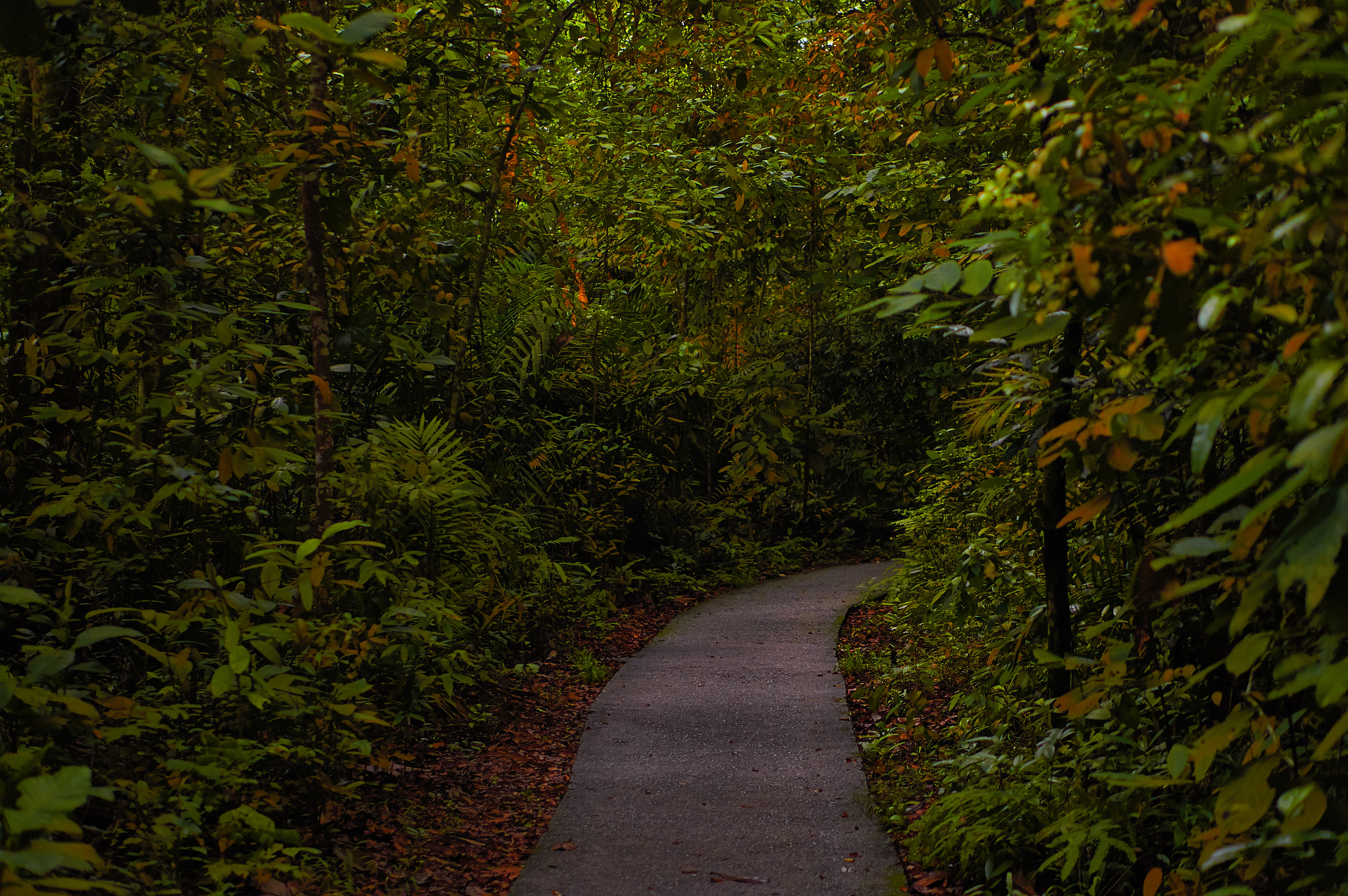 Sony Alpha a5000 (ILCE 5000) sample photo. Macritchie reservoir park pathway photography